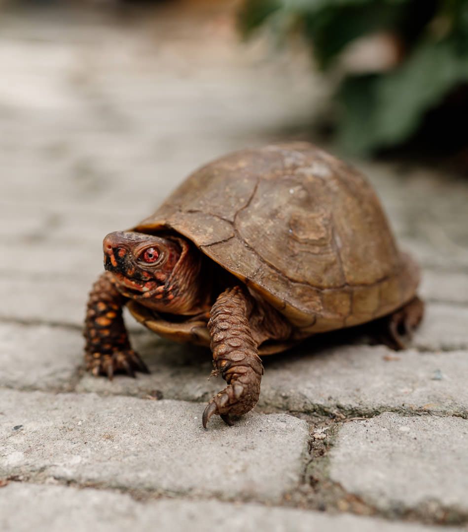 Schildkröte auf Asphalt