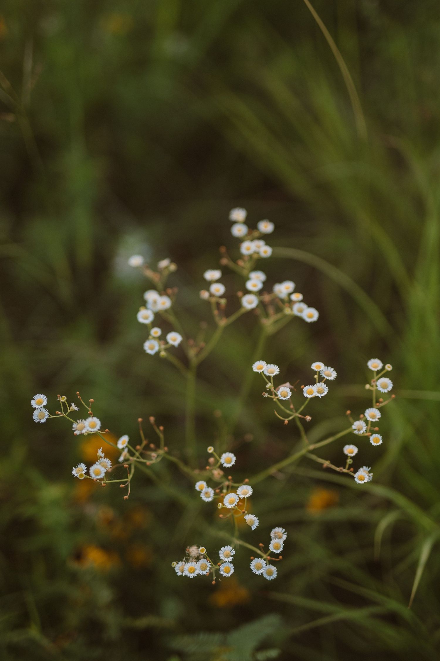 Flower in a field in Alvord, Tx
