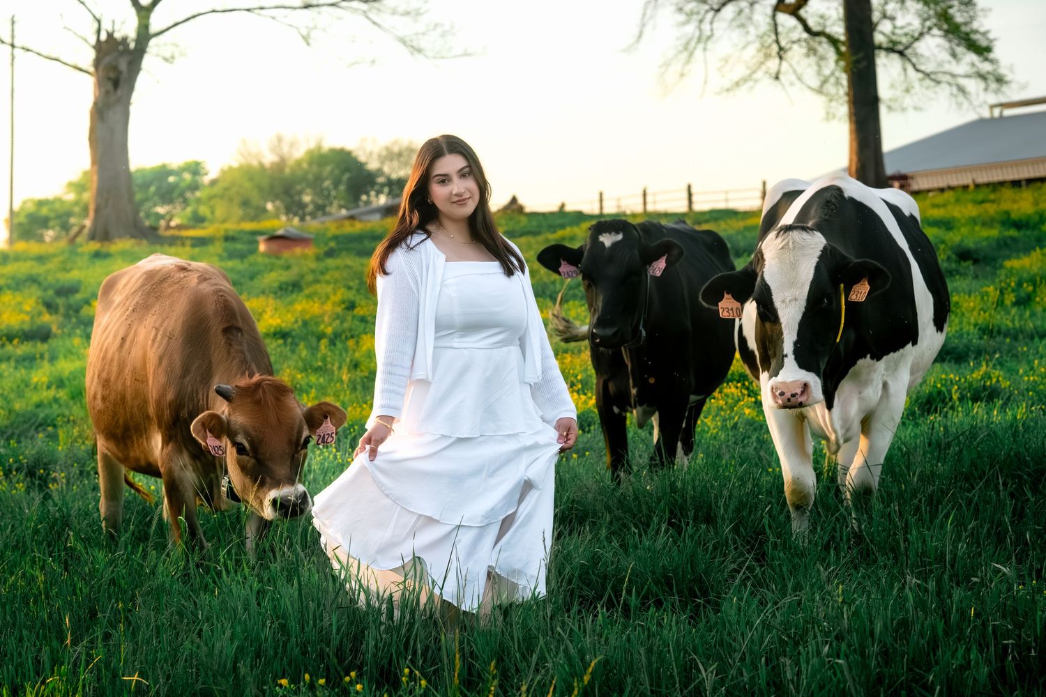 Young woman in white dress standing gracefully among grazing cows in a lush green pasture at sunset.