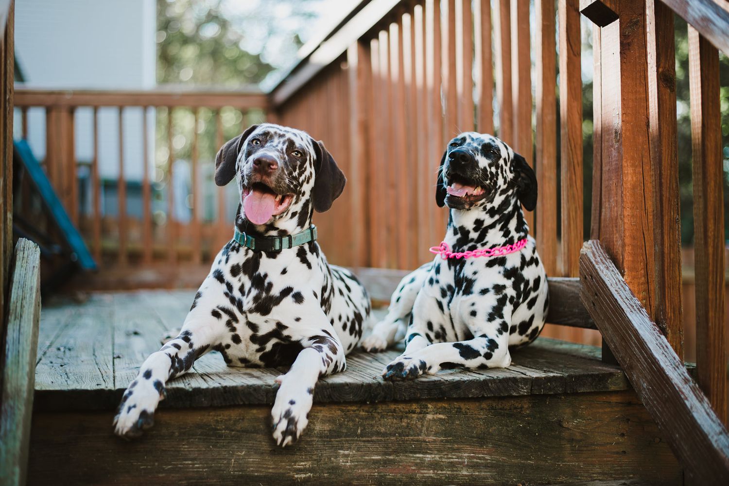 Two Dalmatian dogs relaxing on a wooden deck, one wearing a pink collar, both with tongues out.