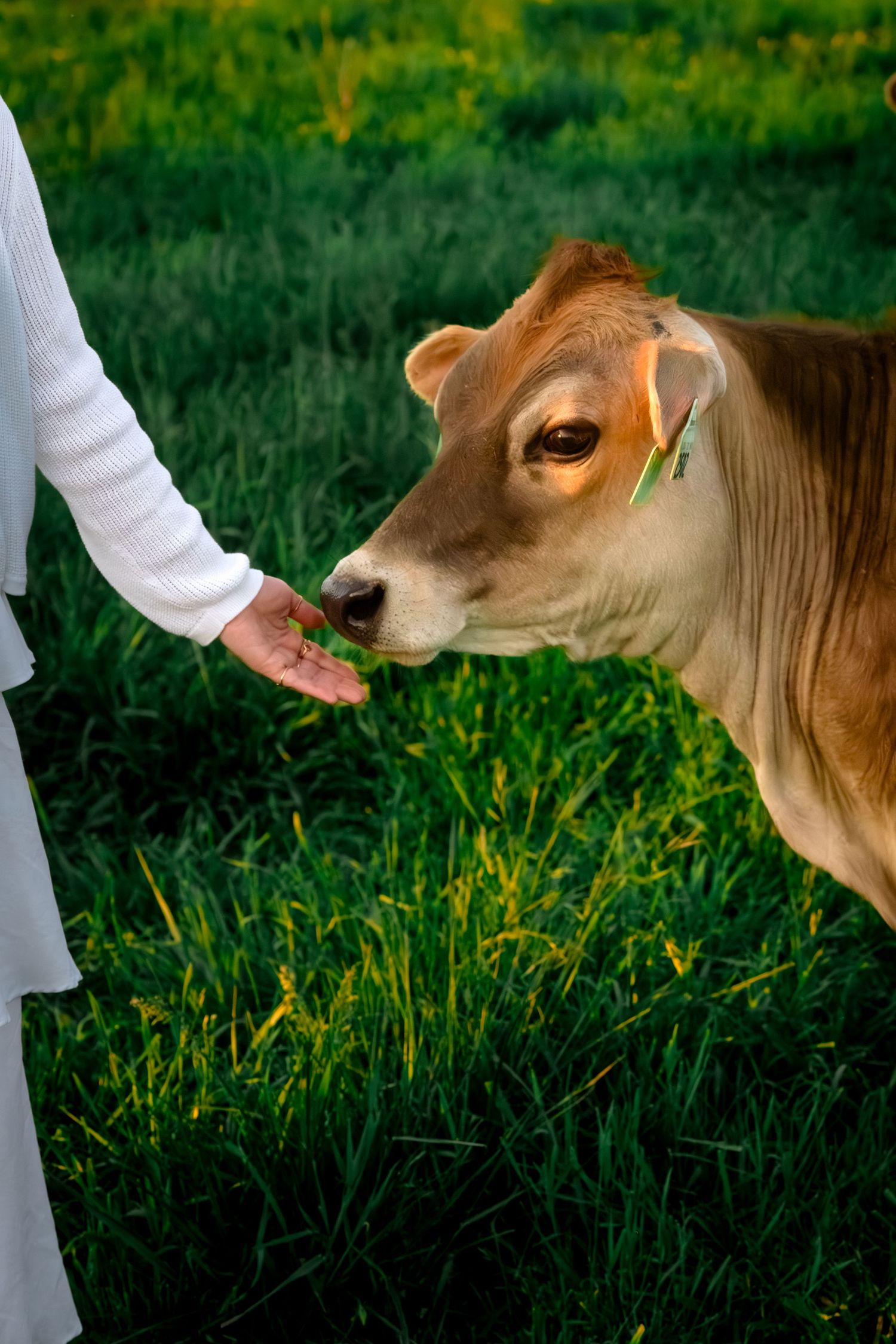 Person in white outfit feeding a brown Jersey calf by hand in a lush green field.