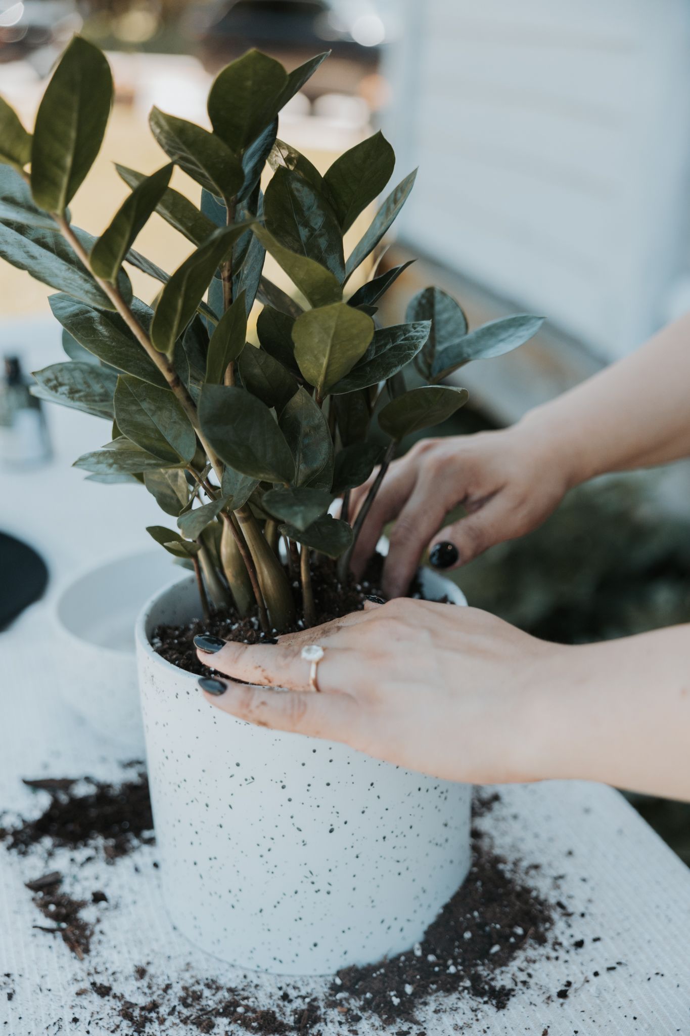 Hands with diamond ring repotting dark green ZZ plant into speckled white ceramic planter.