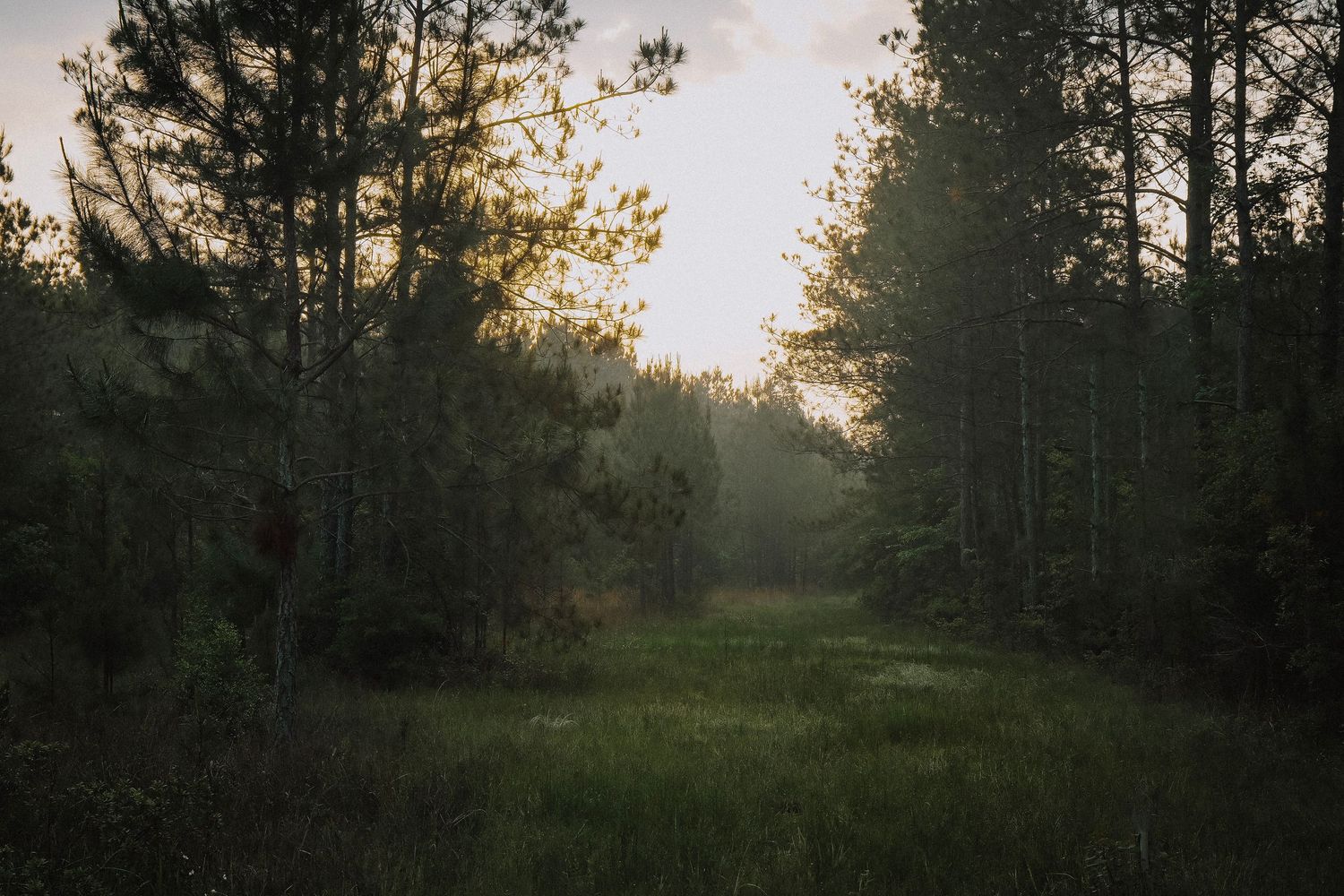 Misty forest clearing at sunset with tall pine trees surrounding a grassy meadow bathed in warm golden light.