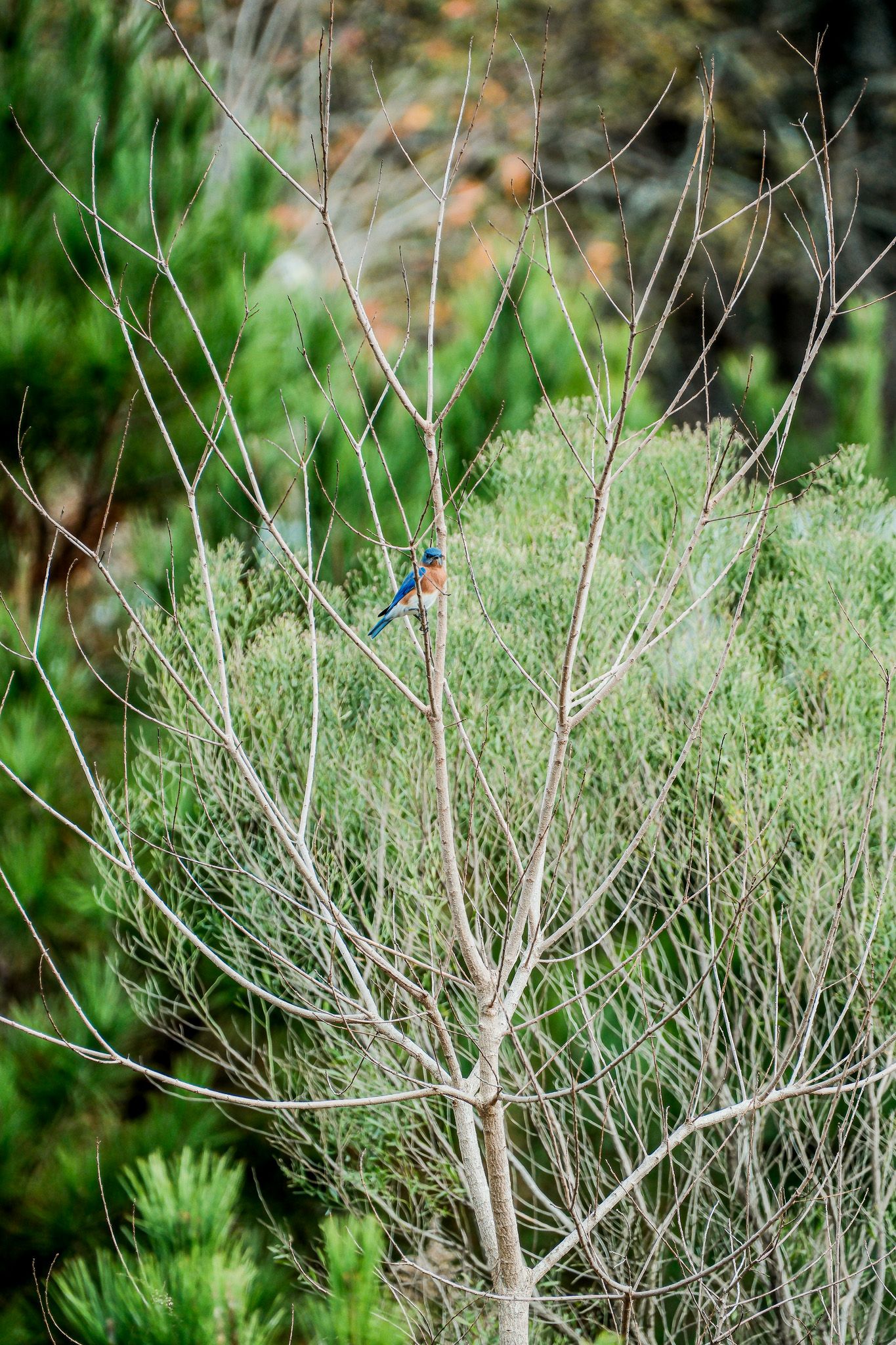 Colorful bluebird perched on bare branches of a green shrub in a lush garden.