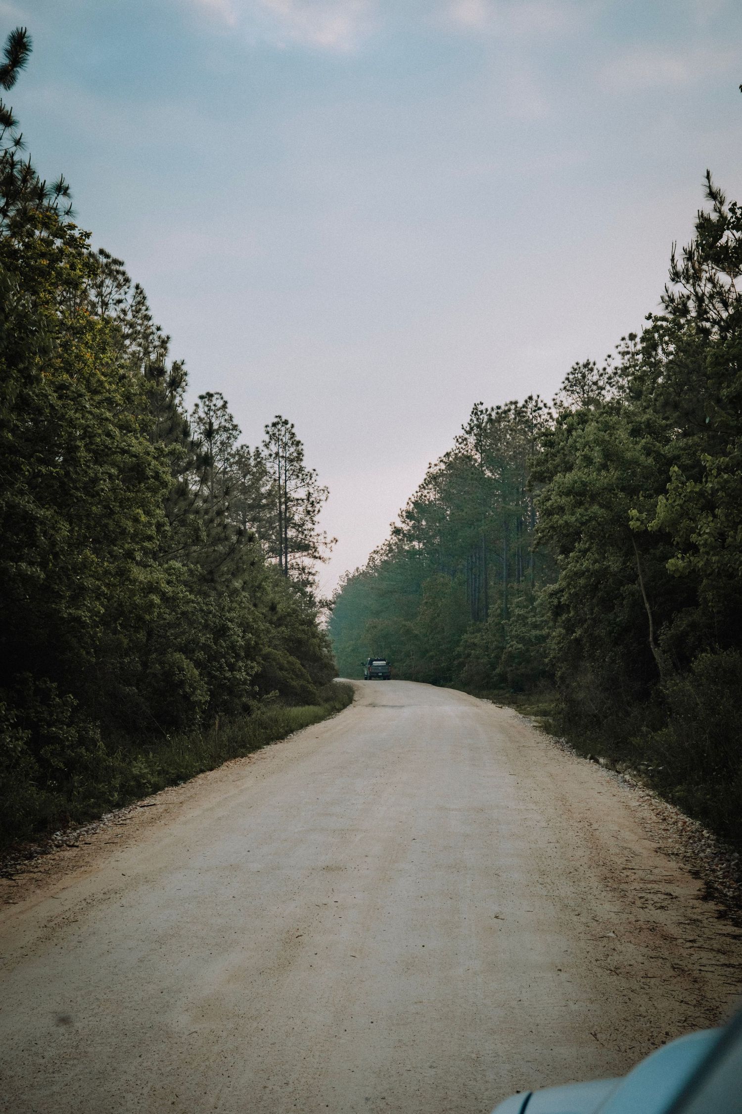 Dirt road winding through lush green forest with vehicle visible in distance.