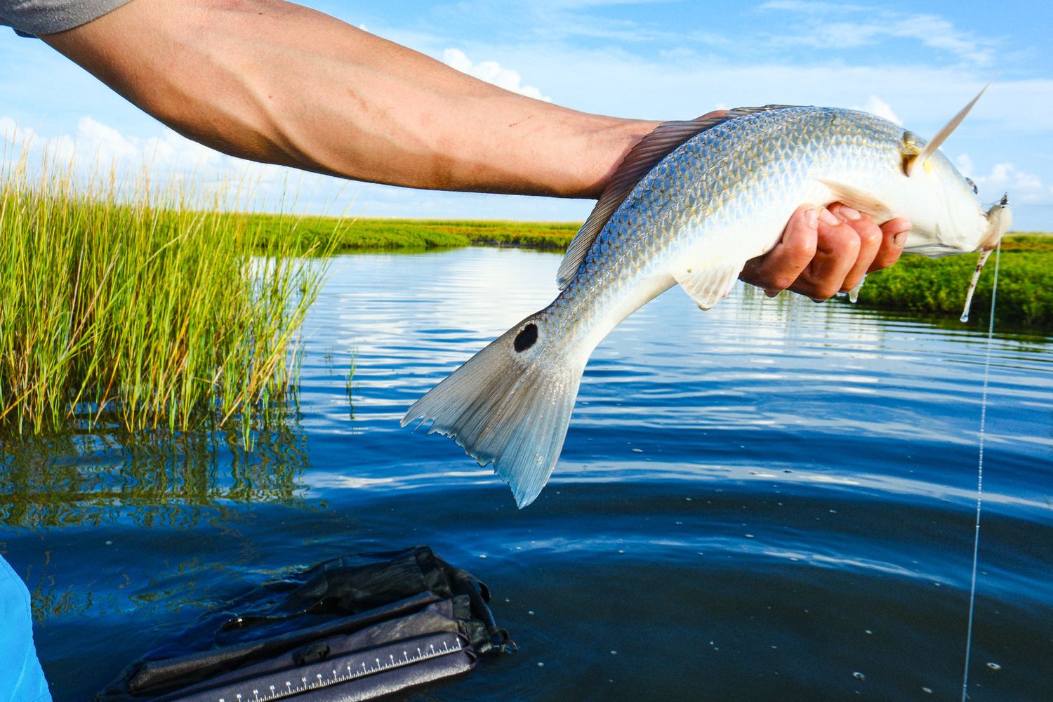 Angler holding a fresh-caught redfish over blue water with green marsh grass background.