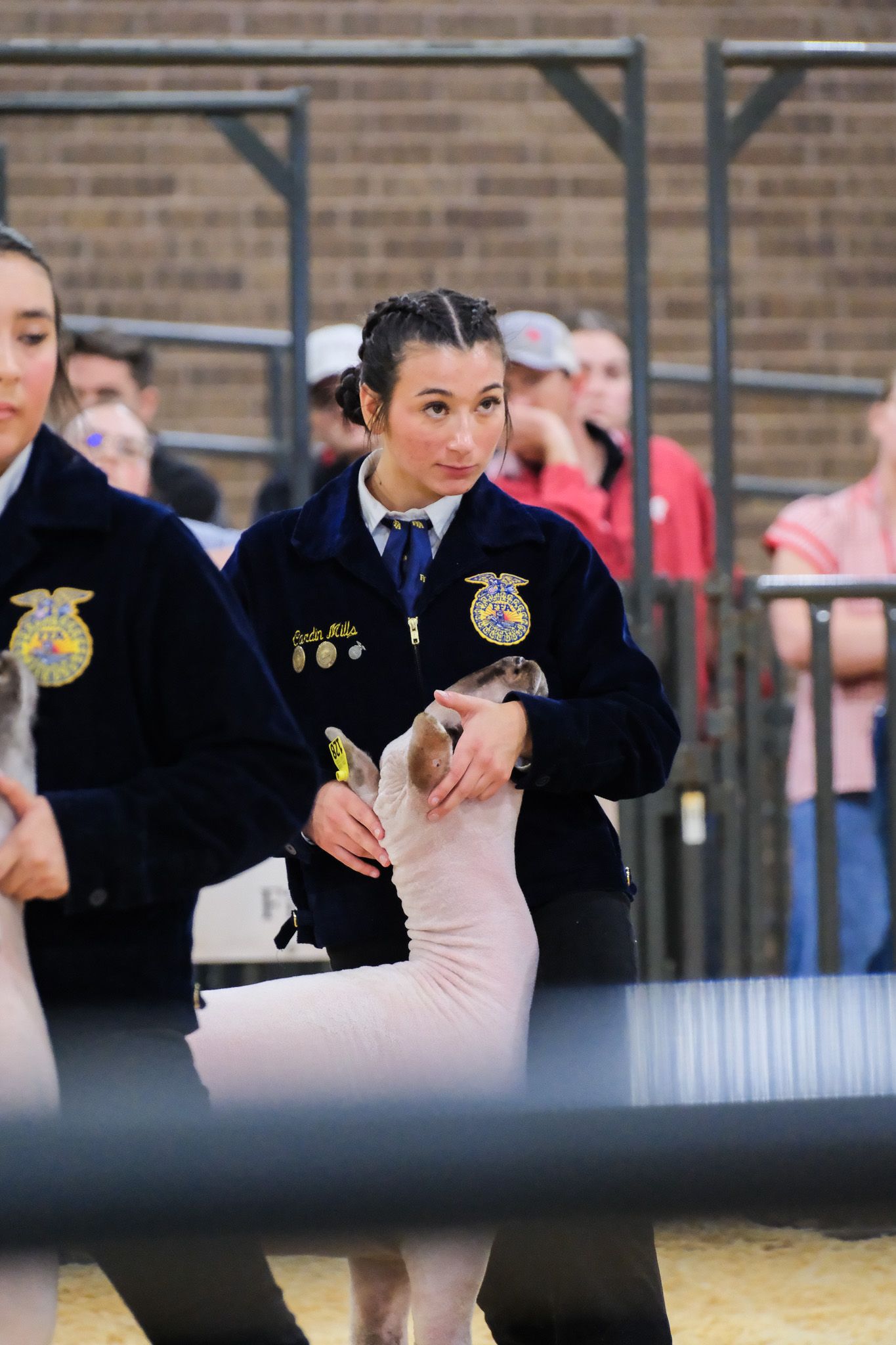 FFA student in blue jacket showing a lamb at a livestock competition event.