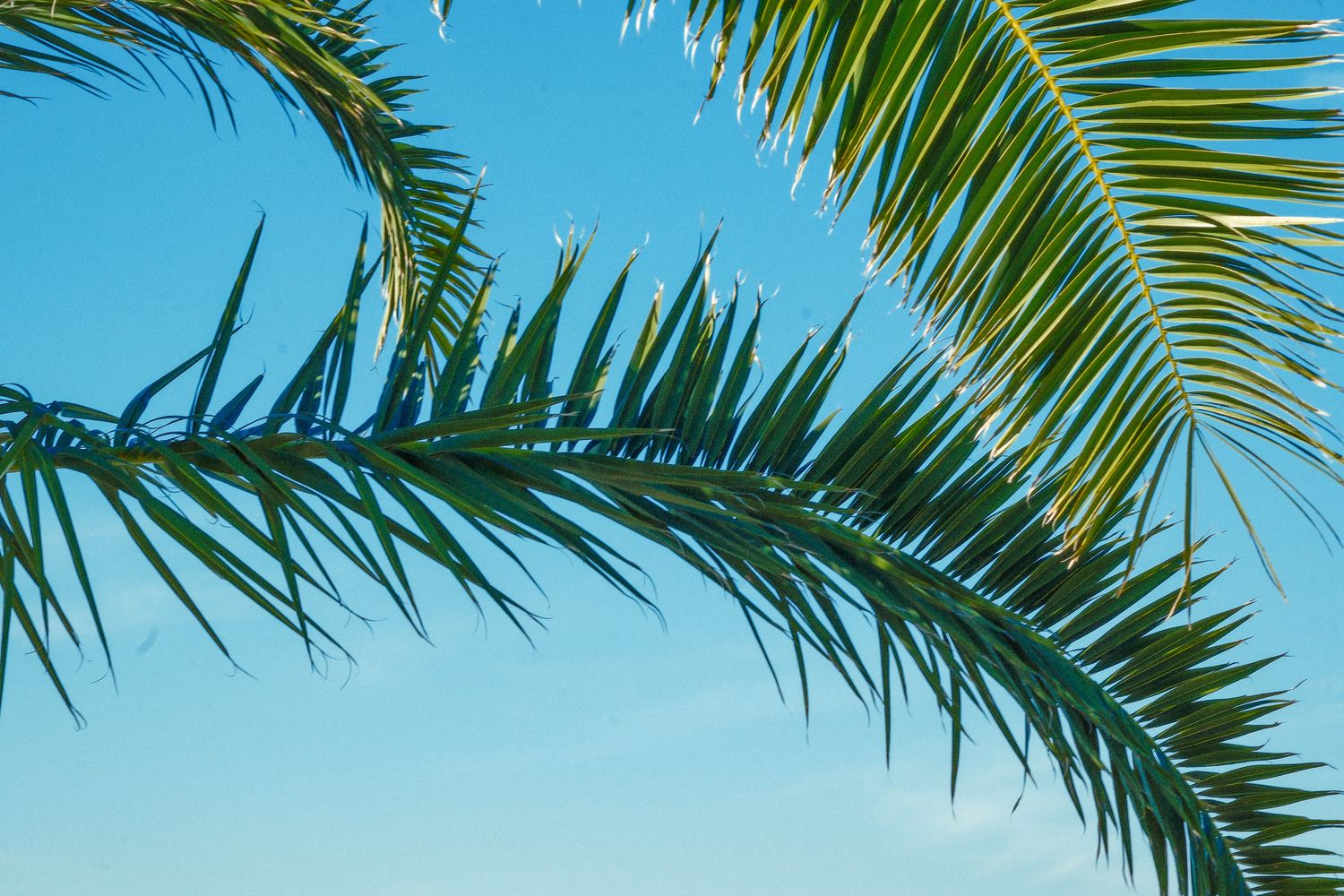 Close-up of lush green palm tree fronds against a clear blue sky on a sunny tropical day.