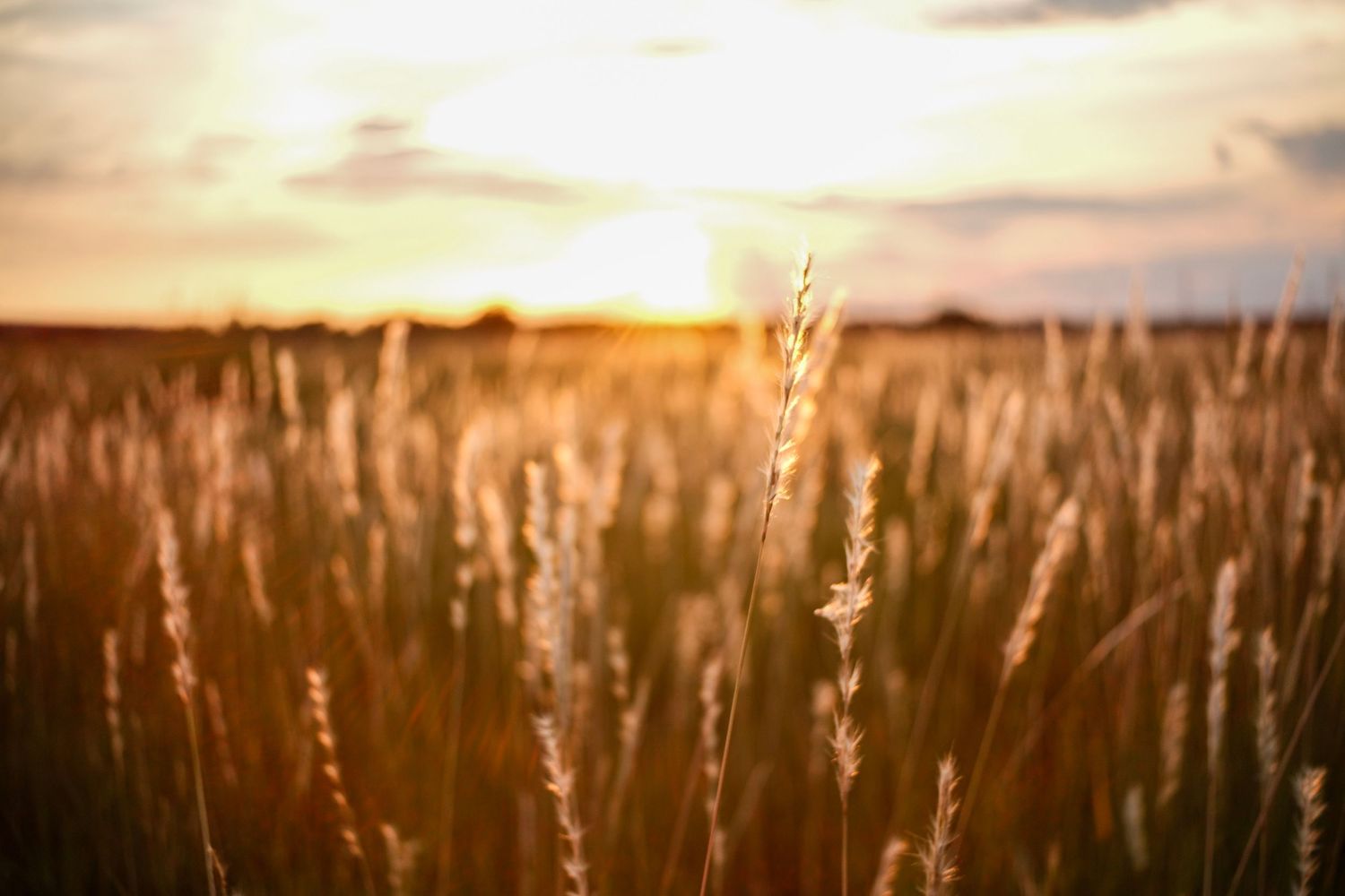 Golden wheat field at sunset with warm sunlight illuminating tall grass stalks.