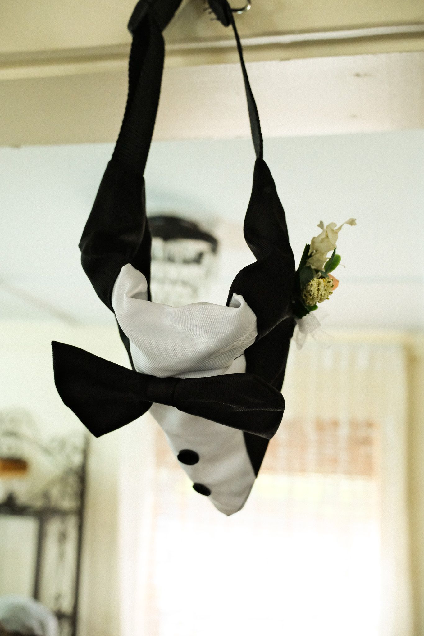 A dog tuxedo with bow tie and boutonniere hanging upside down from ceiling.