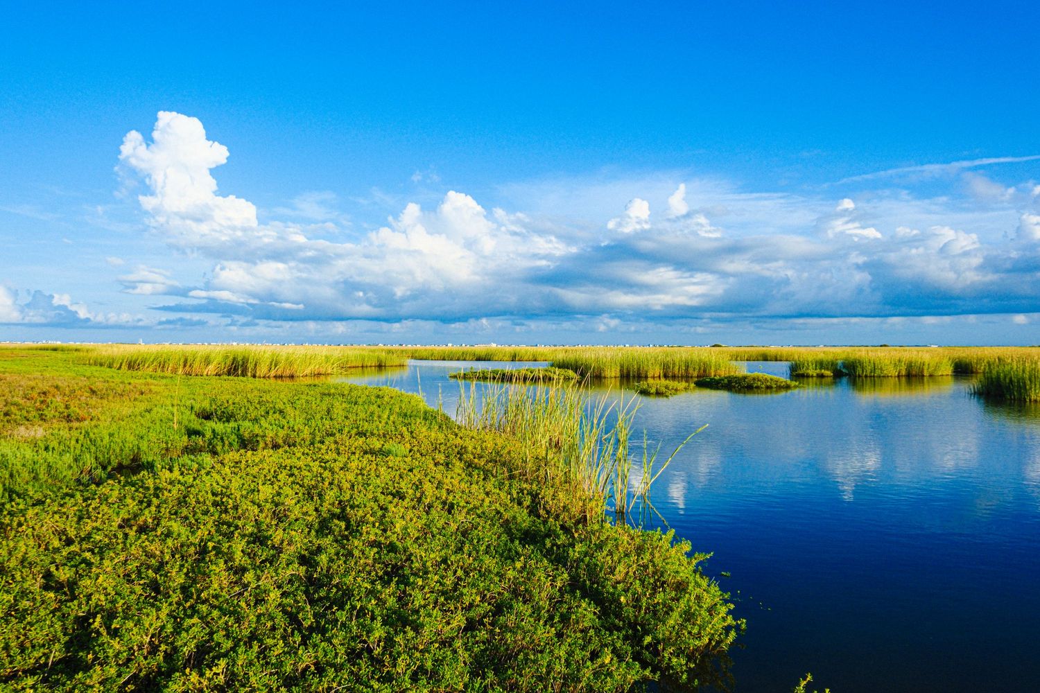 Vibrant wetland landscape with green marsh grass reflecting blue sky and clouds.