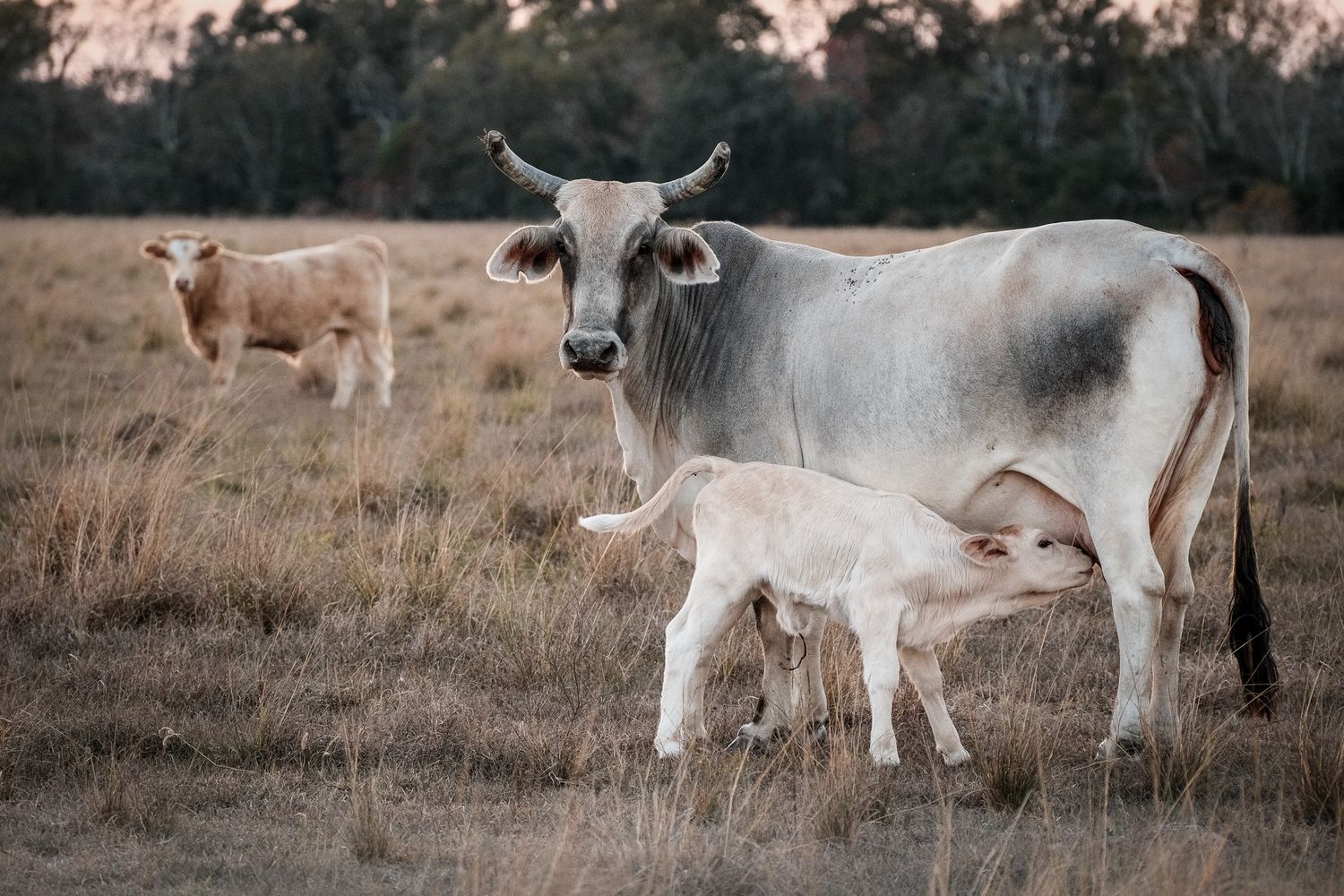 A white Brahman cow nursing her newborn calf in a dry grass field with another cow grazing in the background.