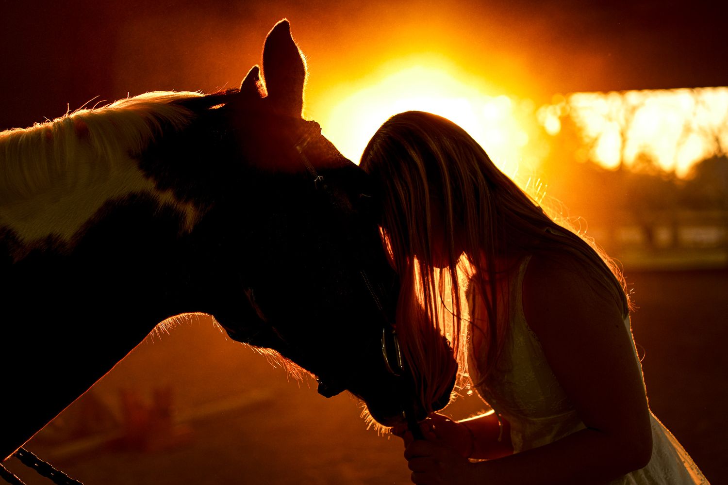 Silhouette of a girl bonding with a horse at golden sunset in a romantic backlit scene.