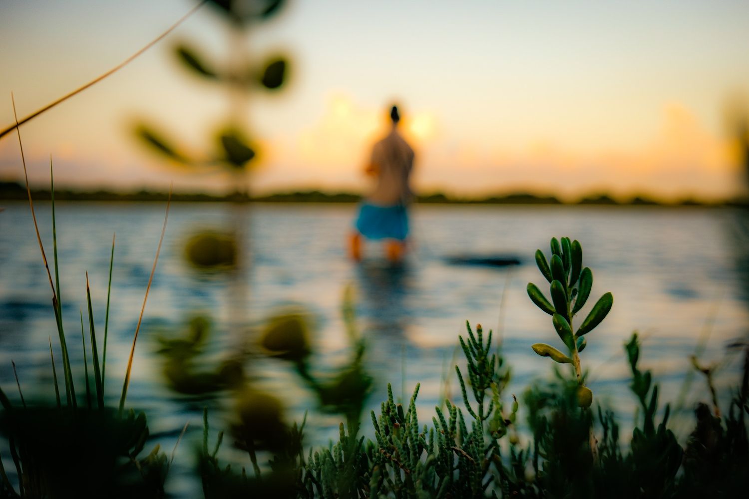 Silhouette of person standing on paddleboard at sunset with green plants in foreground.