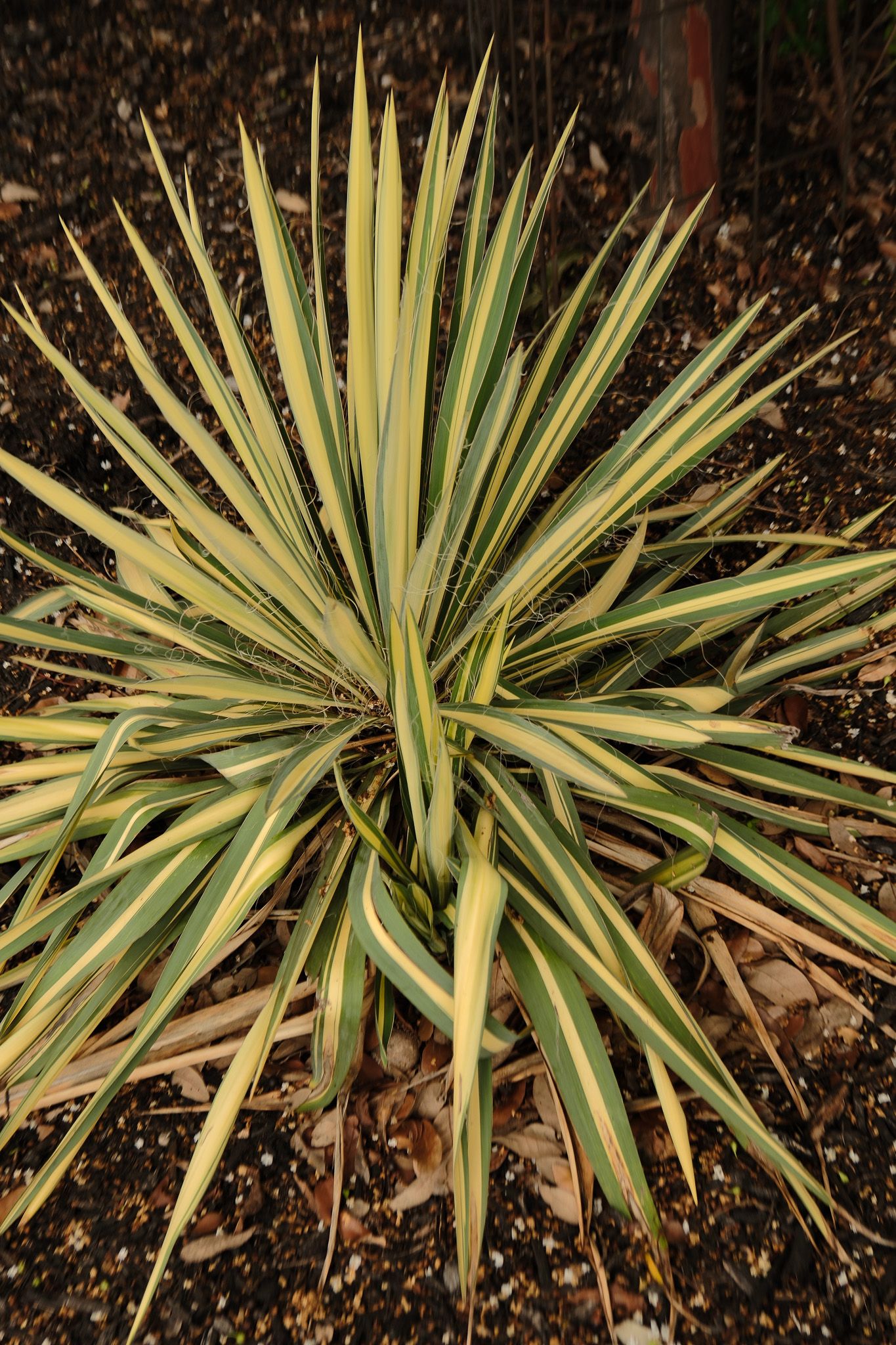 Variegated yucca plant with green and yellow spiked leaves growing in dark mulch garden.