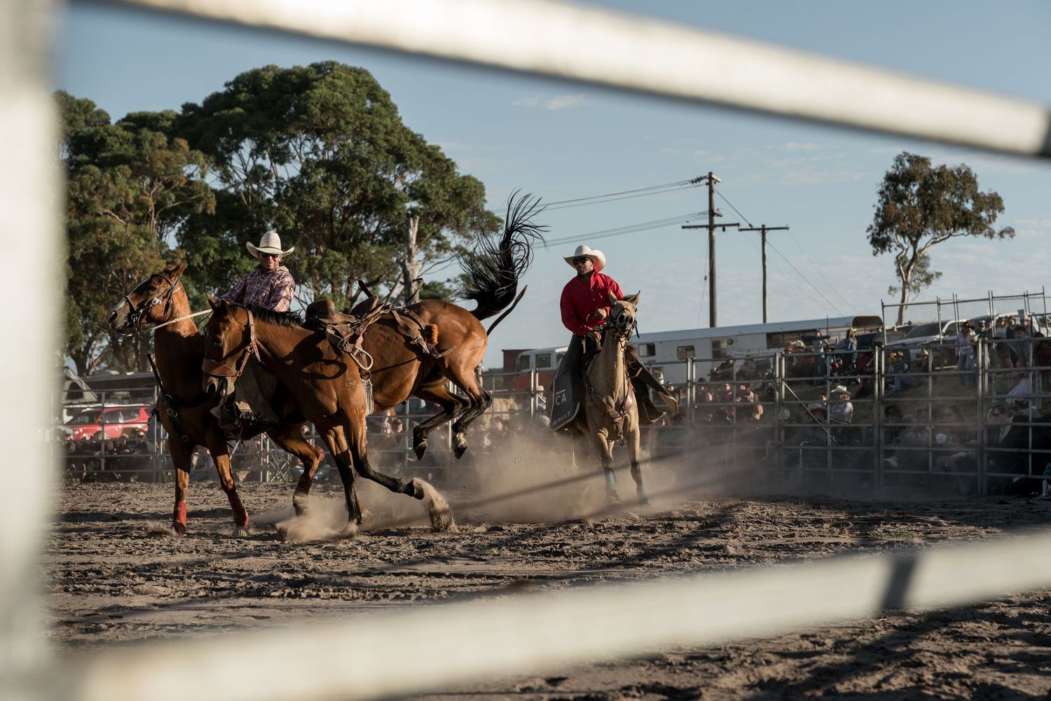 Two riders on horseback chase cattle through dusty arena at outdoor rodeo event.