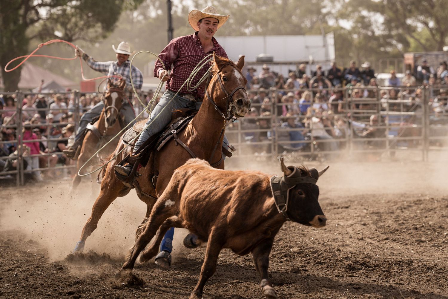 A cowboy on horseback swings a lasso while chasing a steer at a crowded rodeo.