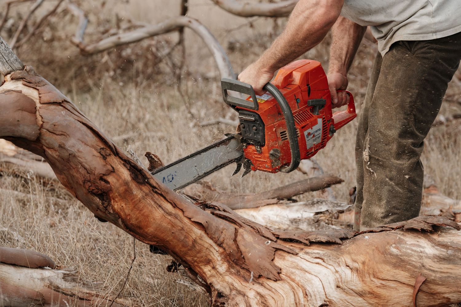 A man using an orange Husqvarna chainsaw to cut through a large fallen tree trunk outdoors.