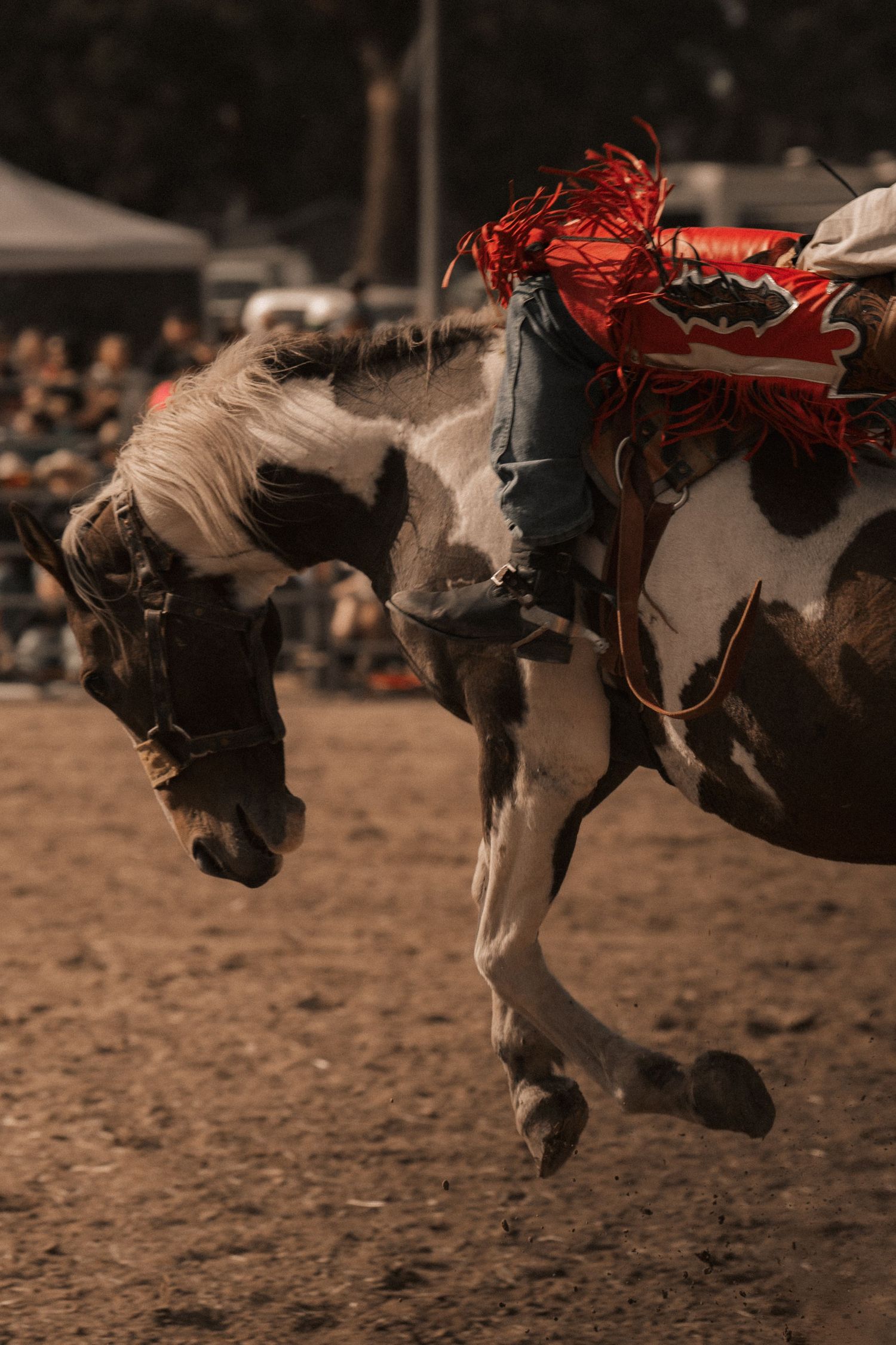 Paint horse bucking with red fringe saddle at a rodeo with crowd in background.