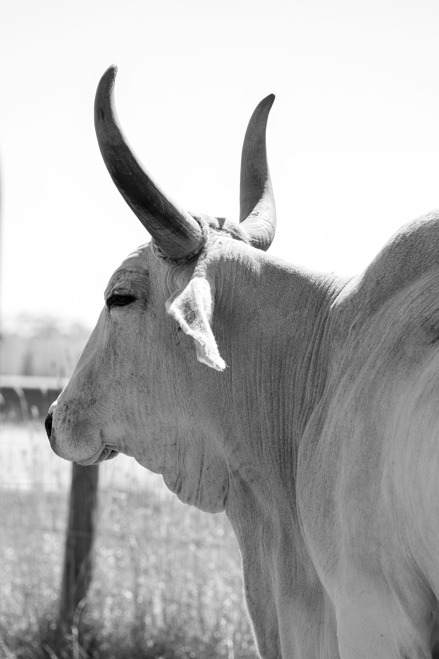 Black and white portrait of a white Brahman cow with long curved horns standing in a field.