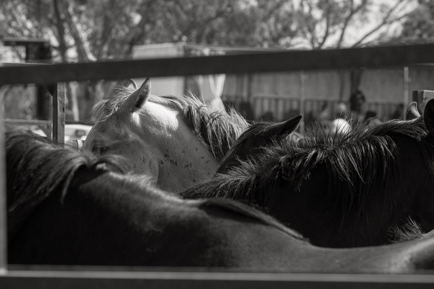 Black and white photo of horses standing close together in a pen, viewed through metal fence rails.