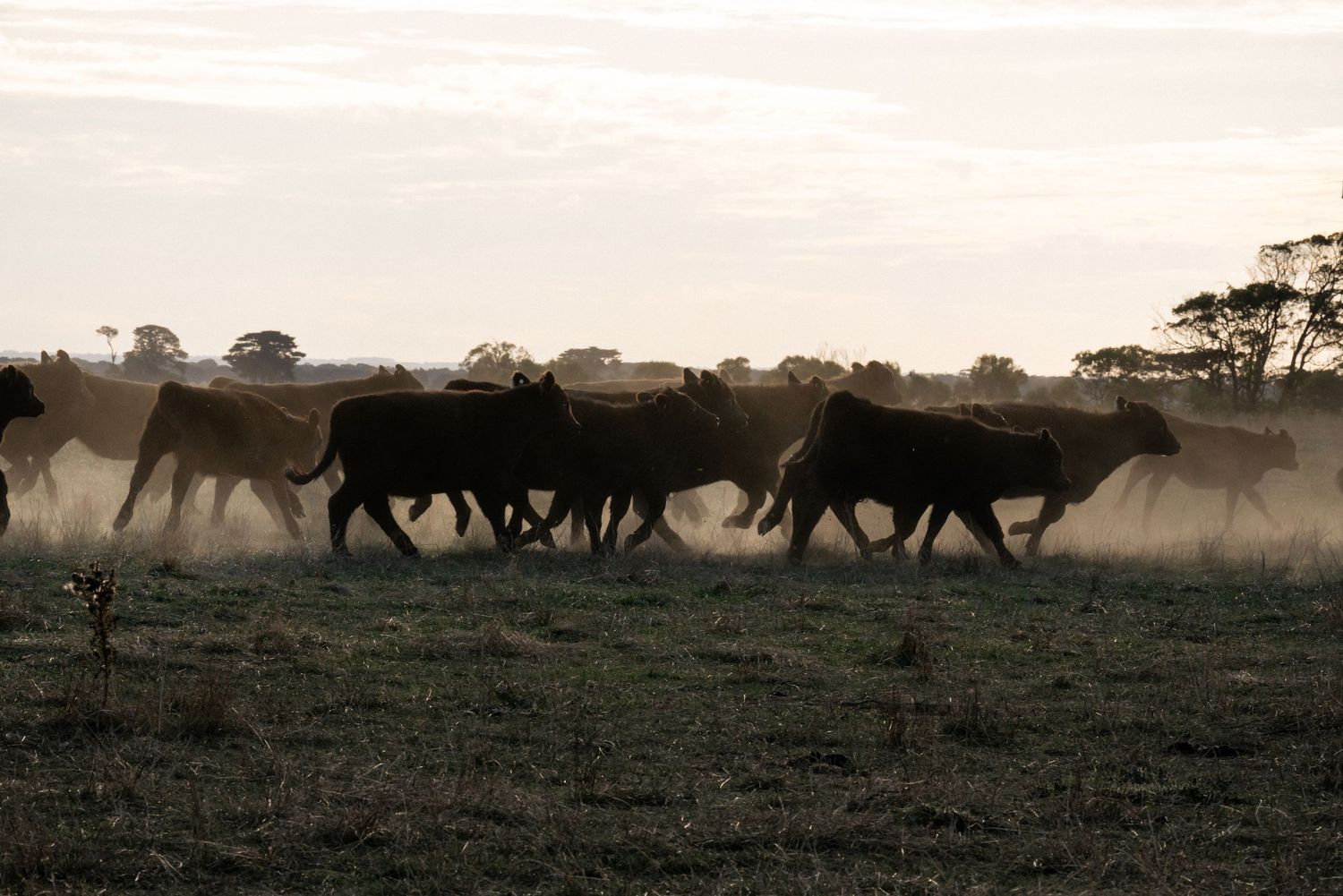 Silhouette of a cattle herd walking across a dusty field at dusk on a ranch.