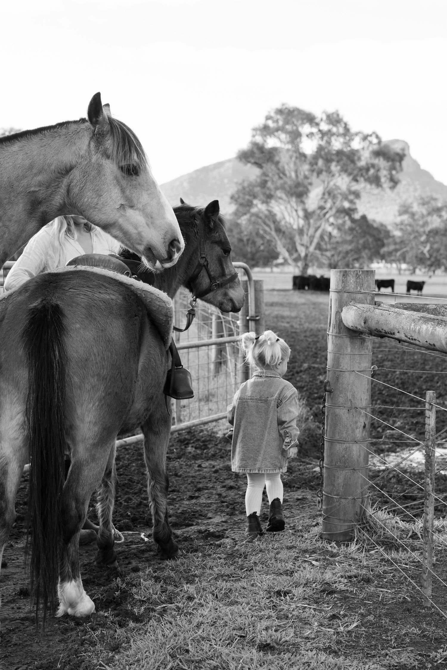 Black and white photo of a young child feeding horses at a farm fence with a mountain in the background.