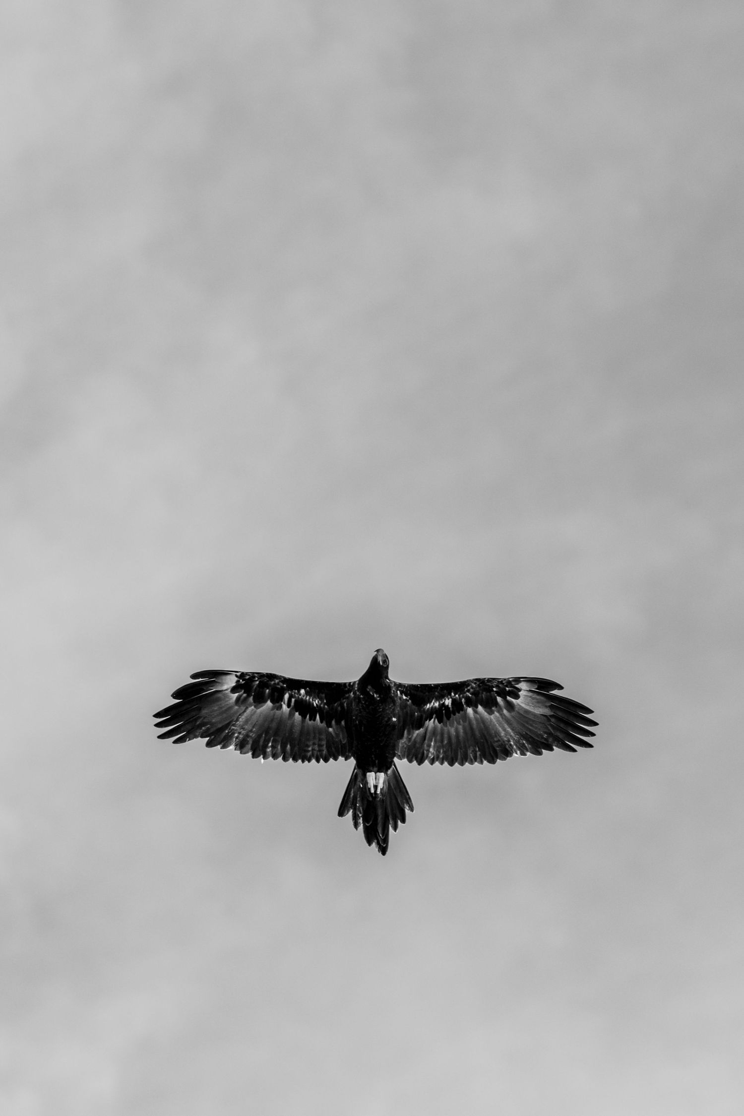 Black and white photo of a wedge tail eagle soaring with wings fully spread against a cloudy sky.