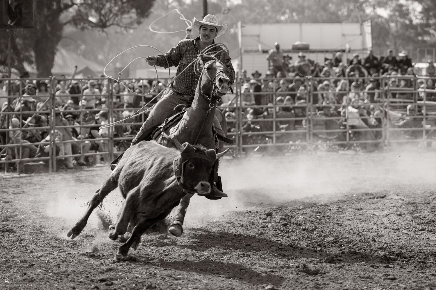 Black and white photo of a cowboy on horseback chasing a steer at a rodeo.