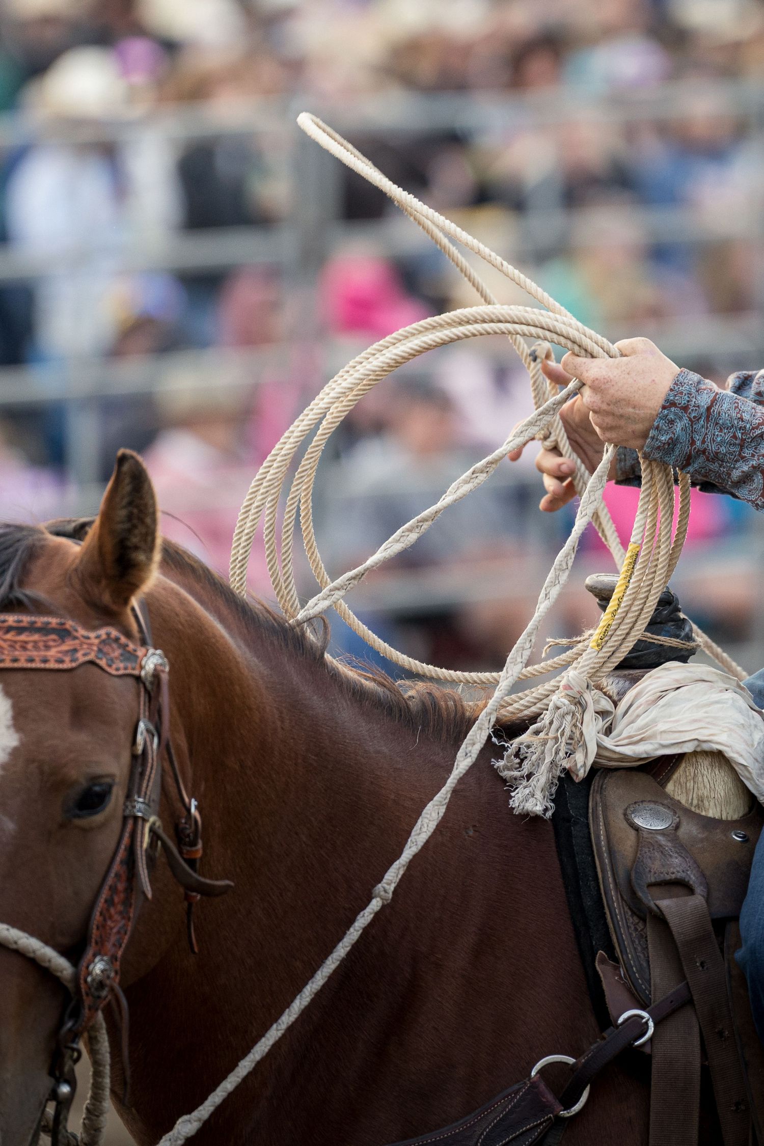 Rodeo cowboy on horseback preparing to throw a lasso rope at a crowded event.