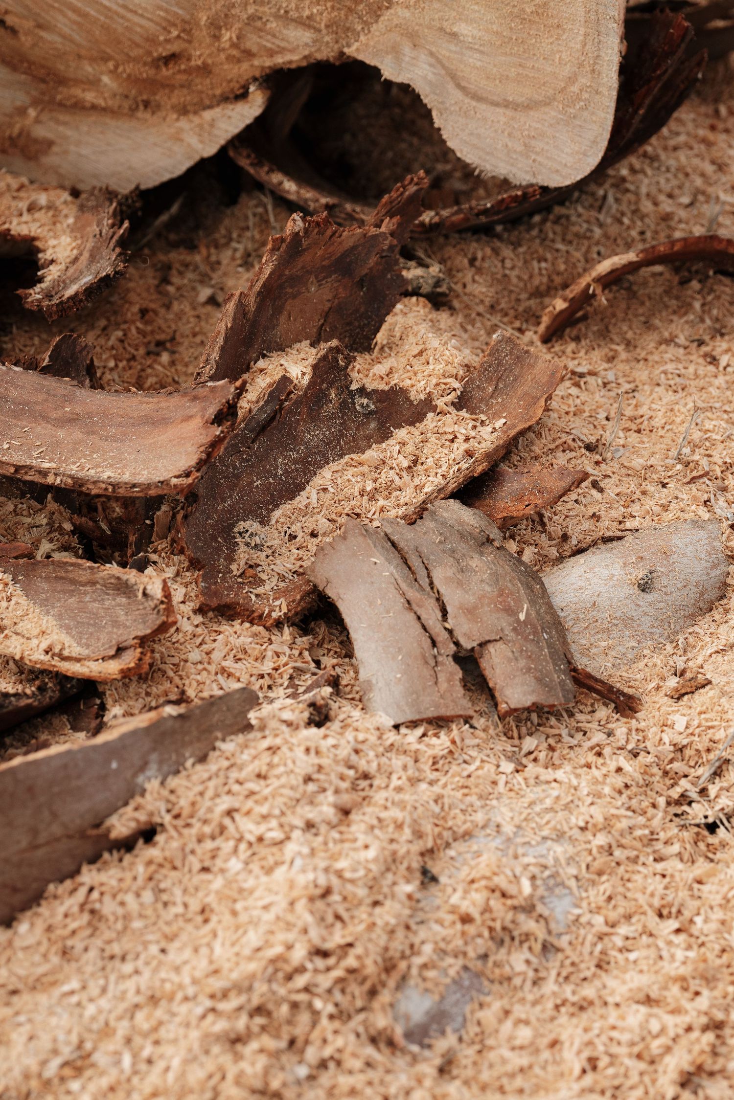 Pile of wood chips, sawdust, and bark fragments scattered on the ground after tree cutting.