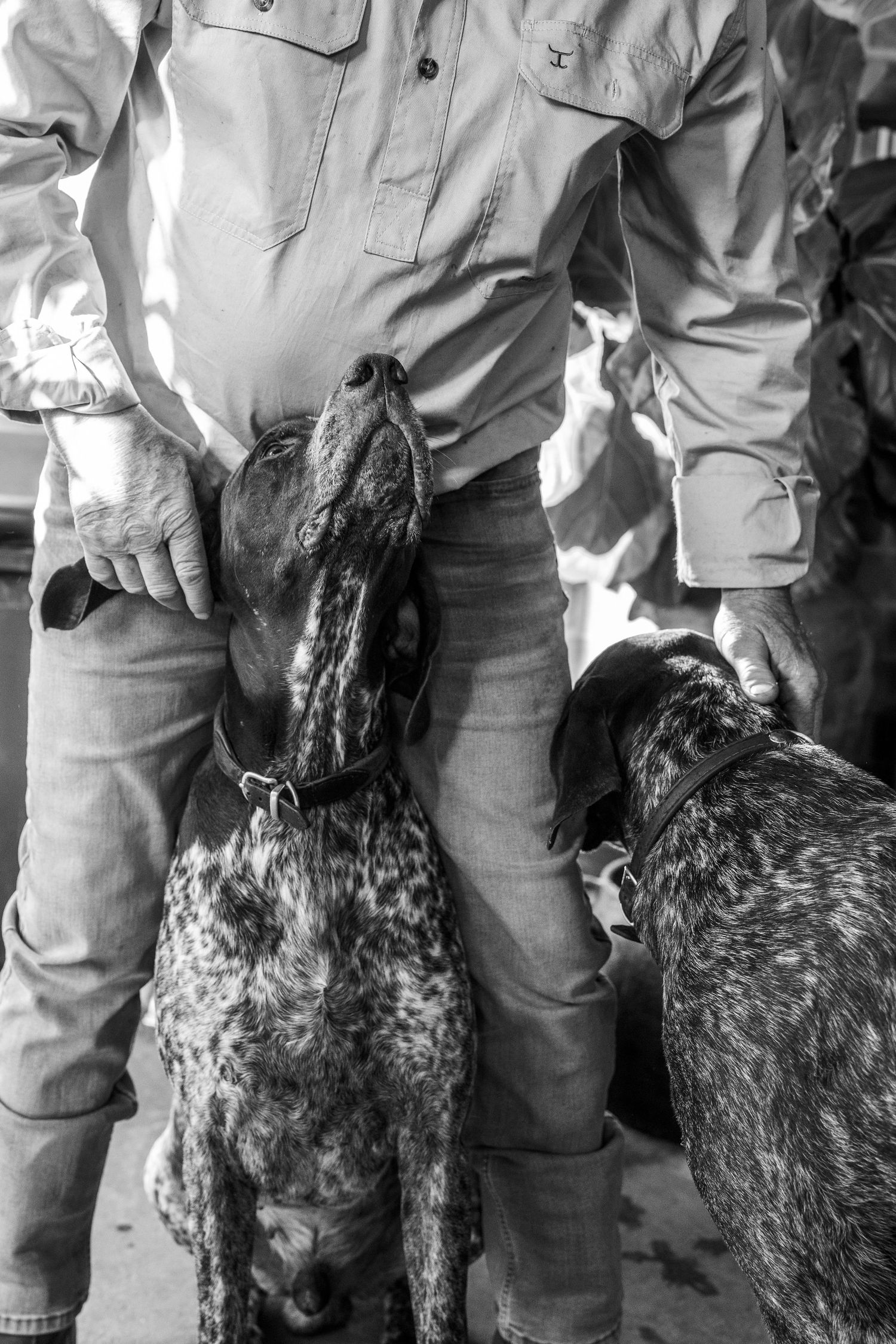 Two German Shorthaired Pointer dogs standing close to their owner in black and white.