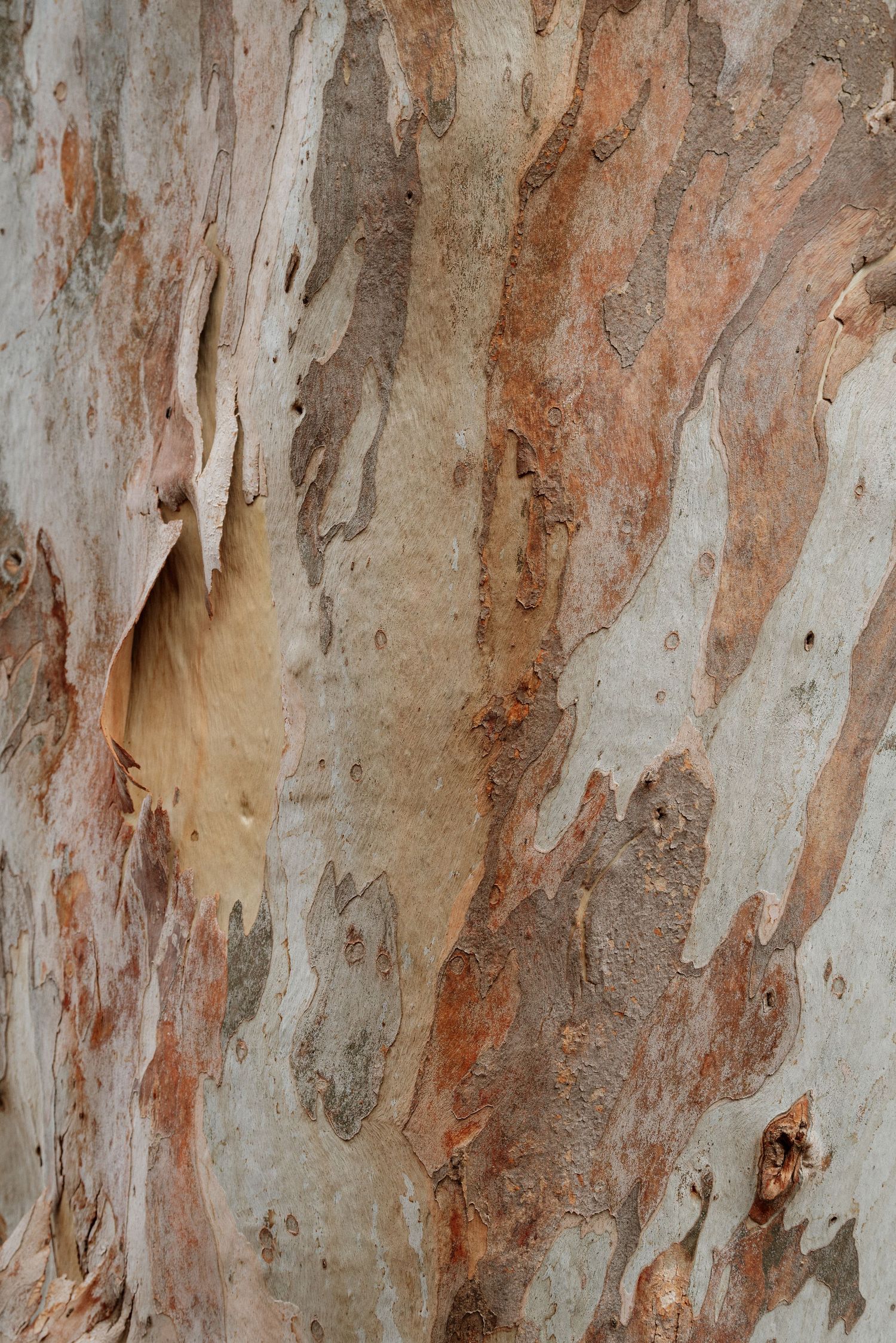 Close-up of colorful eucalyptus tree bark with peeling layers showing orange and grey tones.
