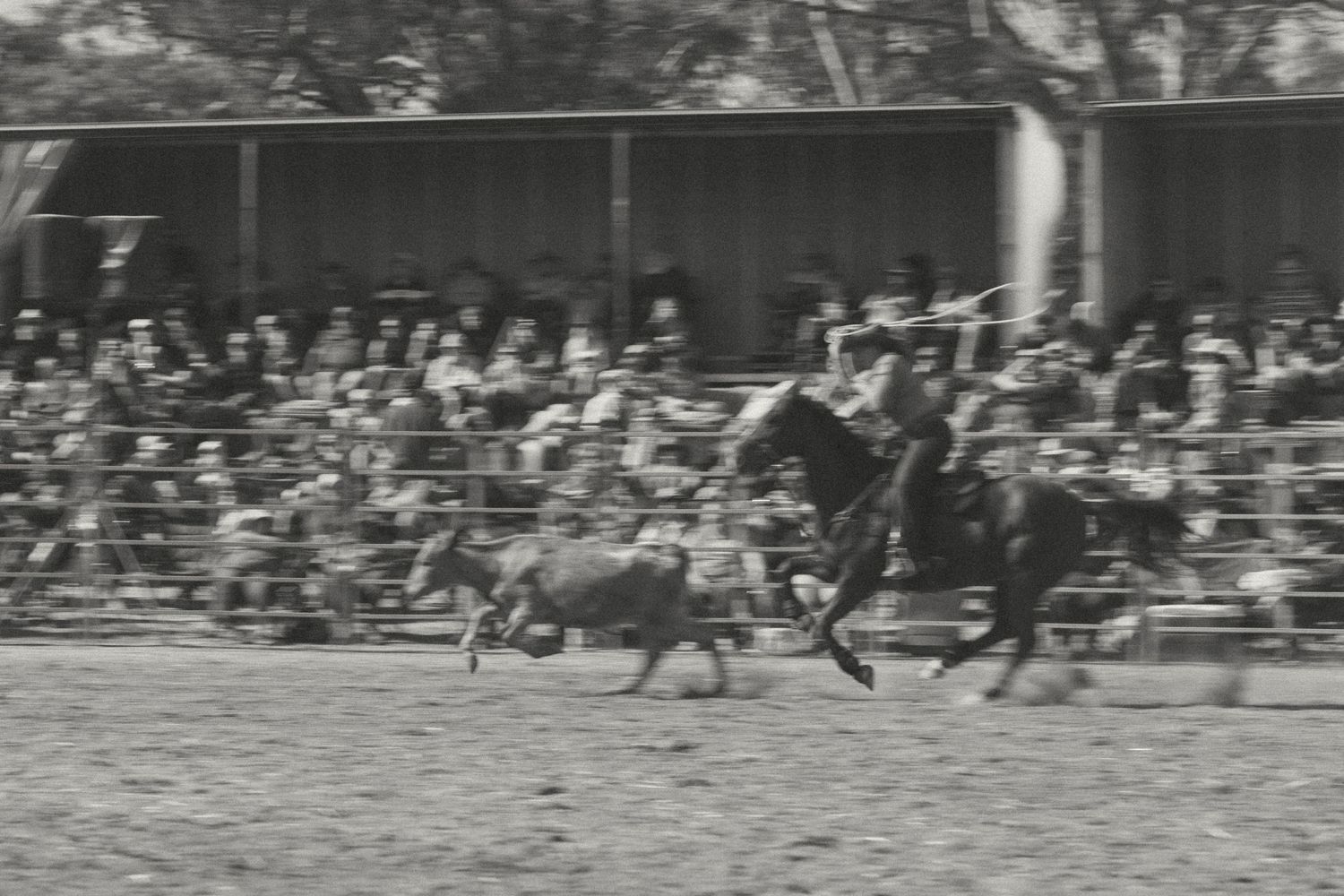 Black and white photo of a cowboy on horseback chasing a calf at a rodeo with crowded grandstands.