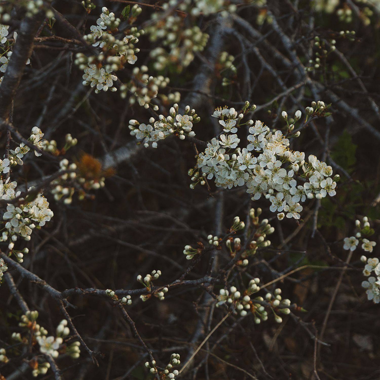 White blossoms and buds blooming on bare dark branches in early spring.