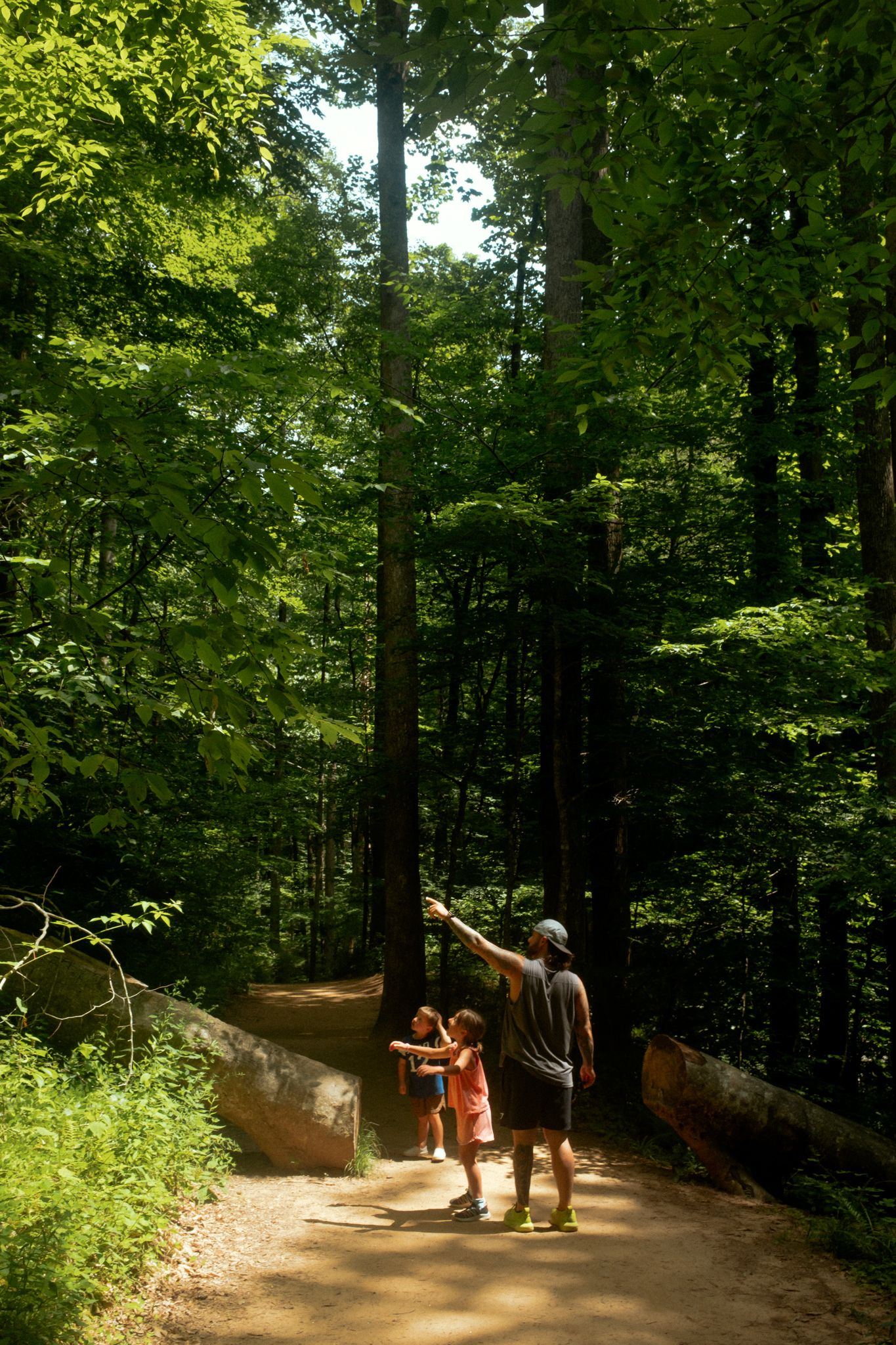 Adult and child hiking on a sunny forest trail surrounded by tall green trees, pointing upward in wonder.