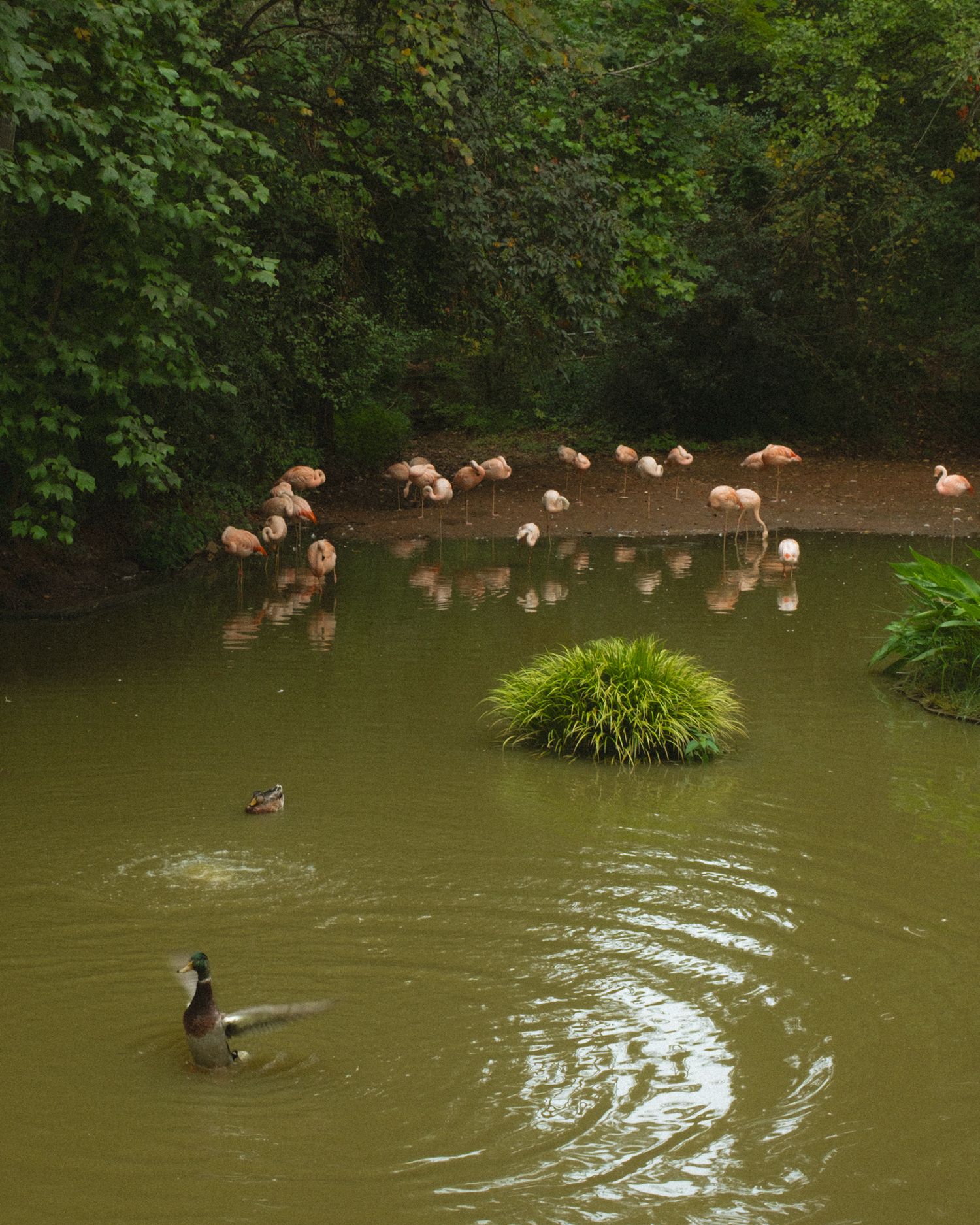 Flamingos wading along a lush green pond shore while two mallard ducks swim in the foreground.