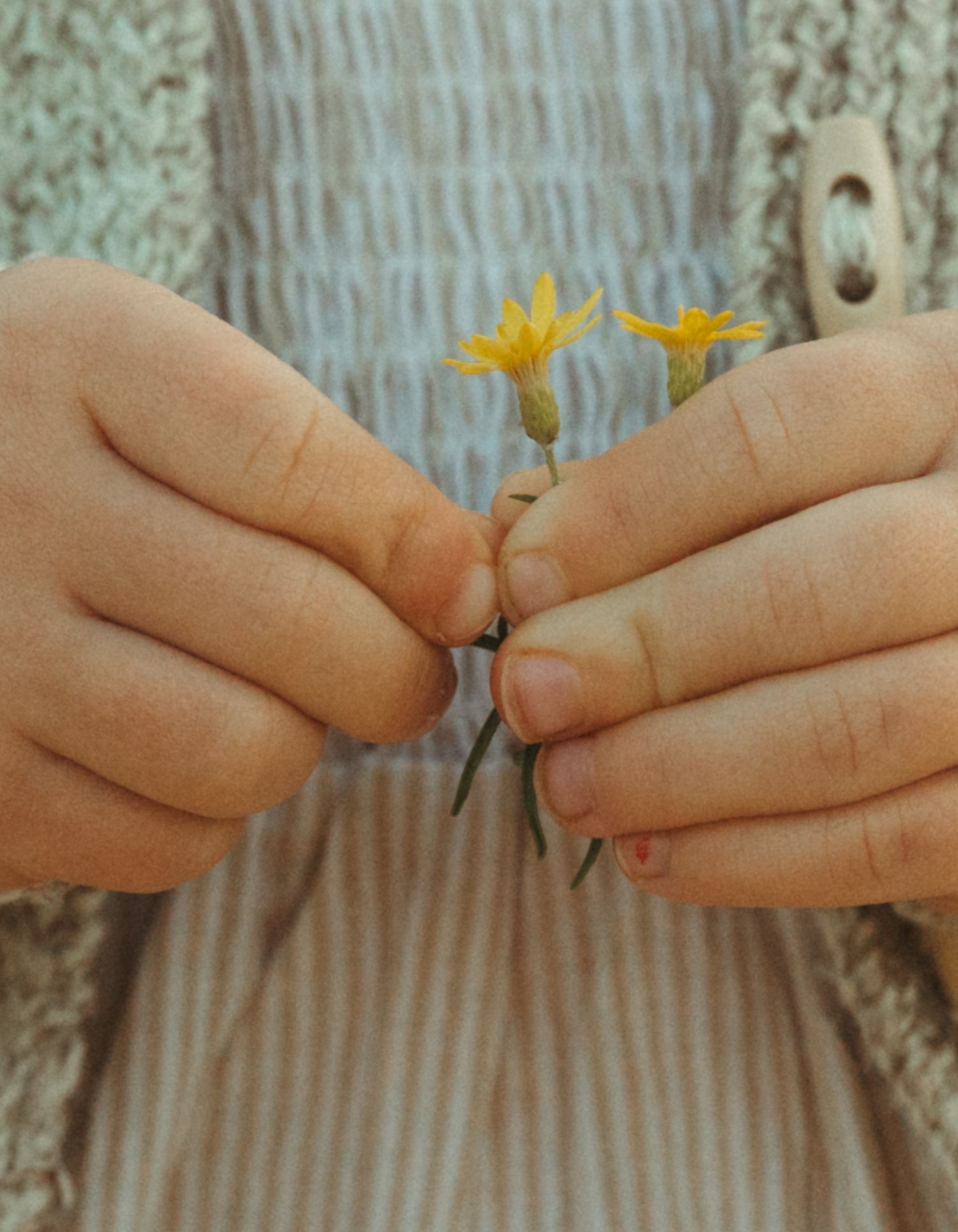 Child hands gently holding two small yellow wildflowers, wearing a striped dress and knit cardigan.