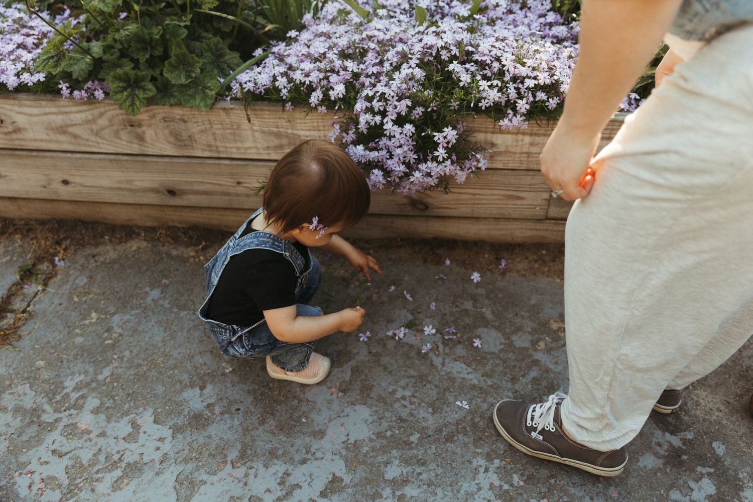 People examining purple flowers growing along a wooden garden border.