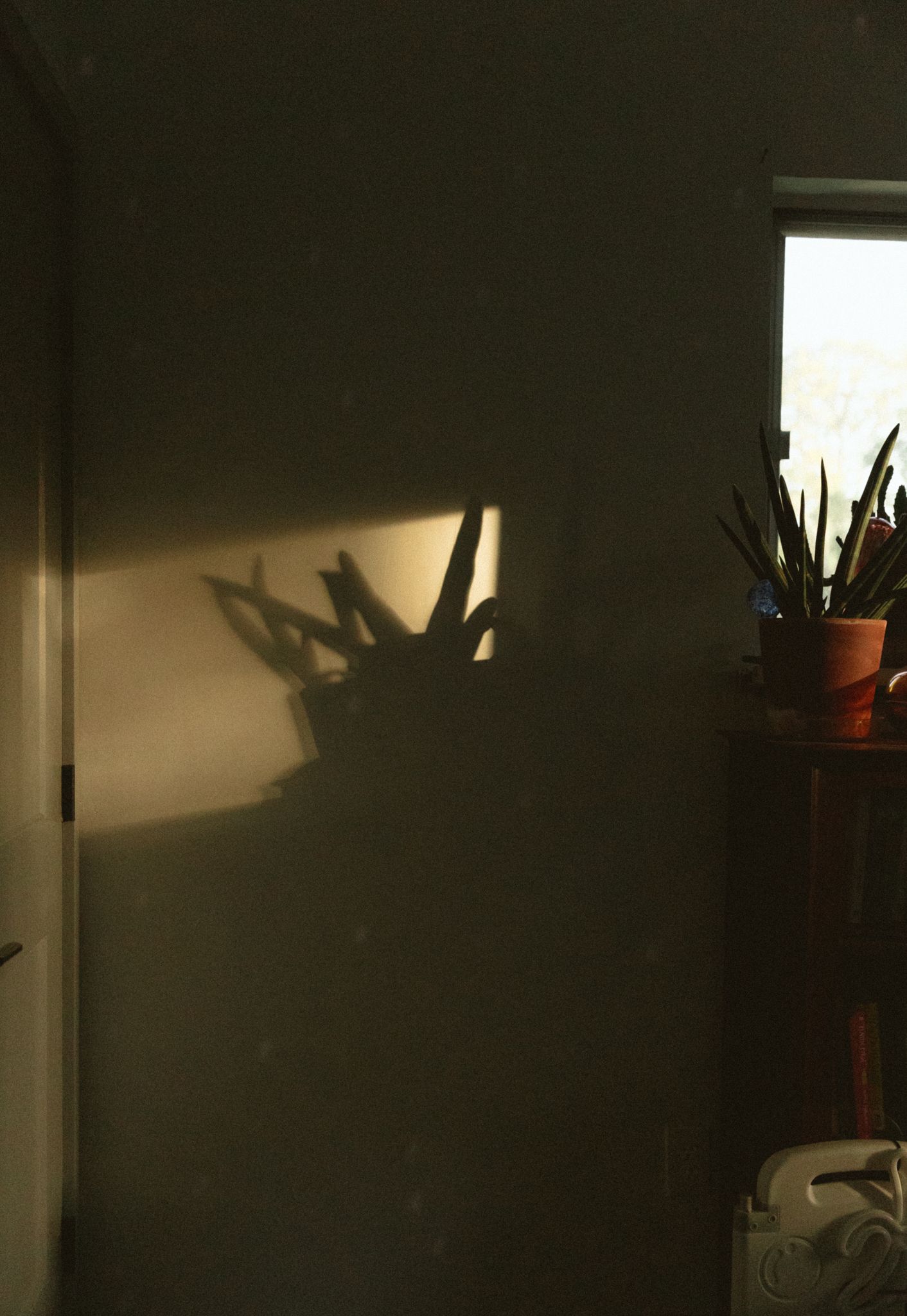 Dramatic plant shadows cast on a white wall during golden hour sunlight.