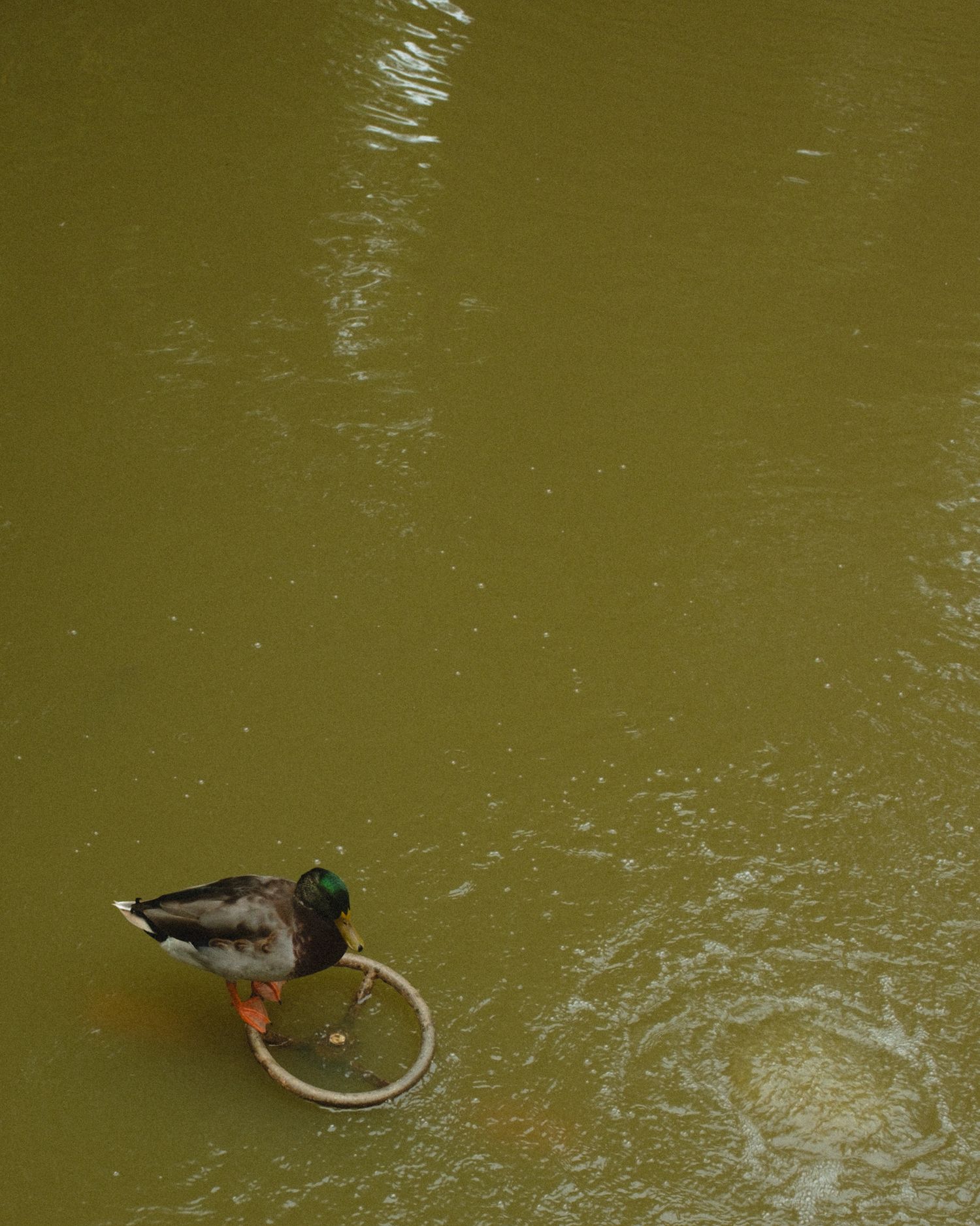 A mallard duck standing on a submerged ring in murky green pond water, viewed from above.