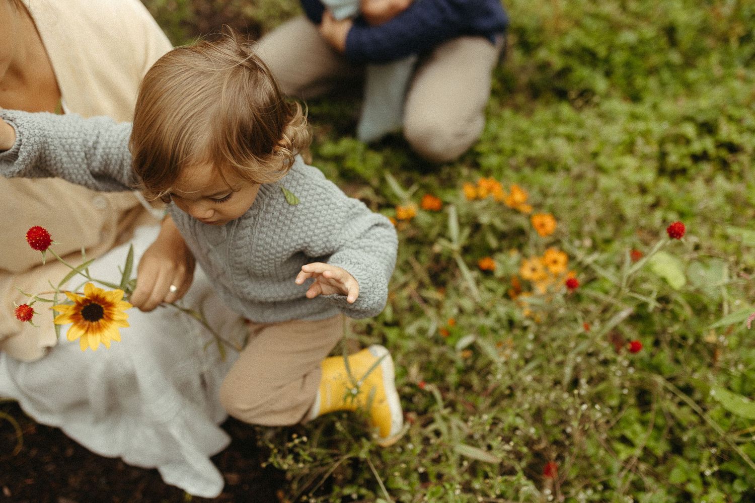 Toddler in blue knit sweater and yellow boots exploring a garden with colorful flowers.