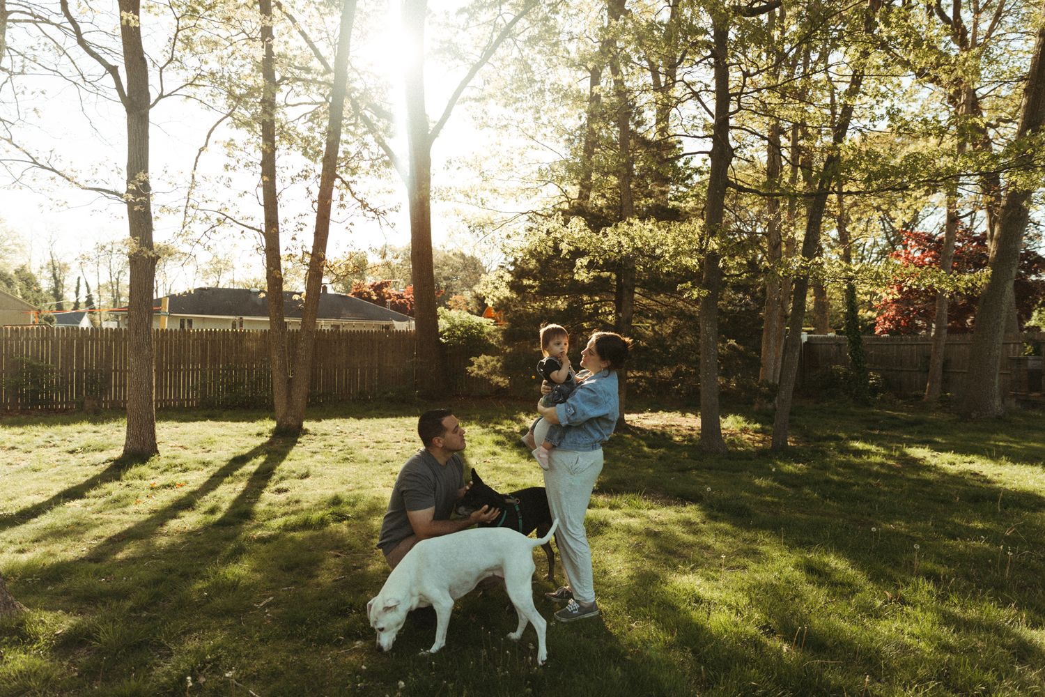 A white dog stands in a spacious backyard during golden hour with trees casting long shadows.