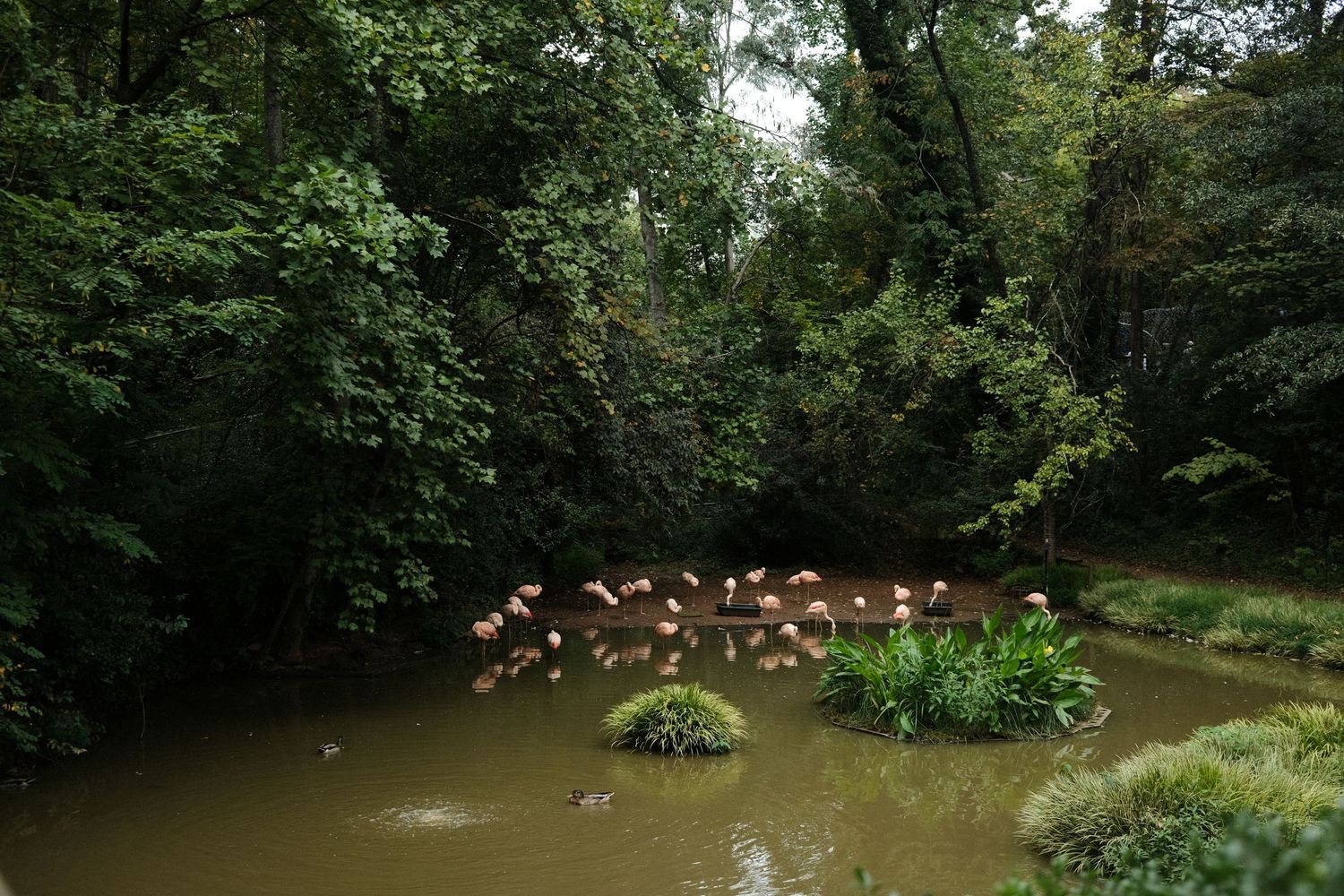 A flock of pink flamingos wading in a murky pond surrounded by lush green trees in a tropical setting.