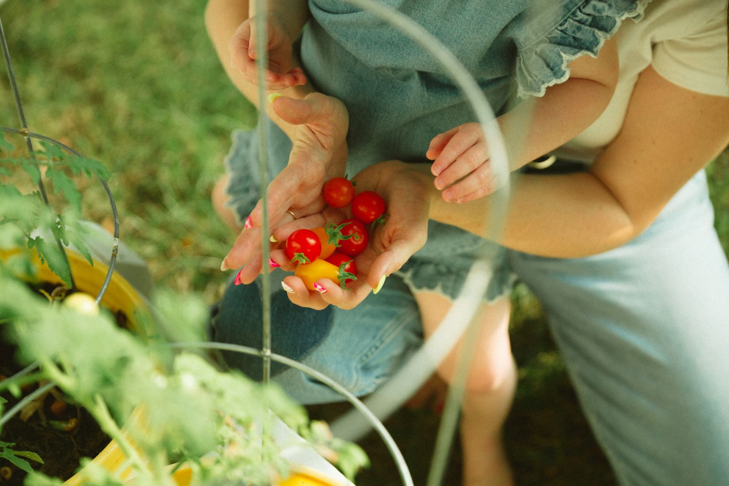 Hands holding freshly picked red tomatoes from a garden.