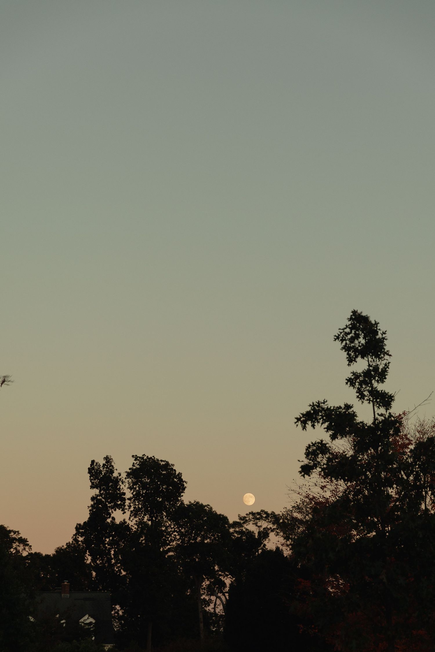 A full moon rises above silhouetted trees against a soft gradient dusk sky at twilight.