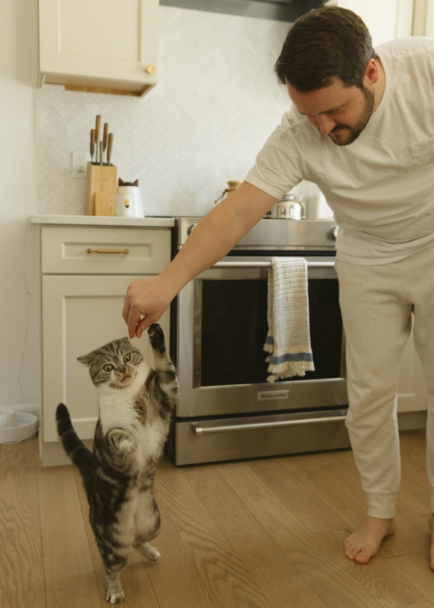 Gray and white cat playing with person in white kitchen with wooden floors.