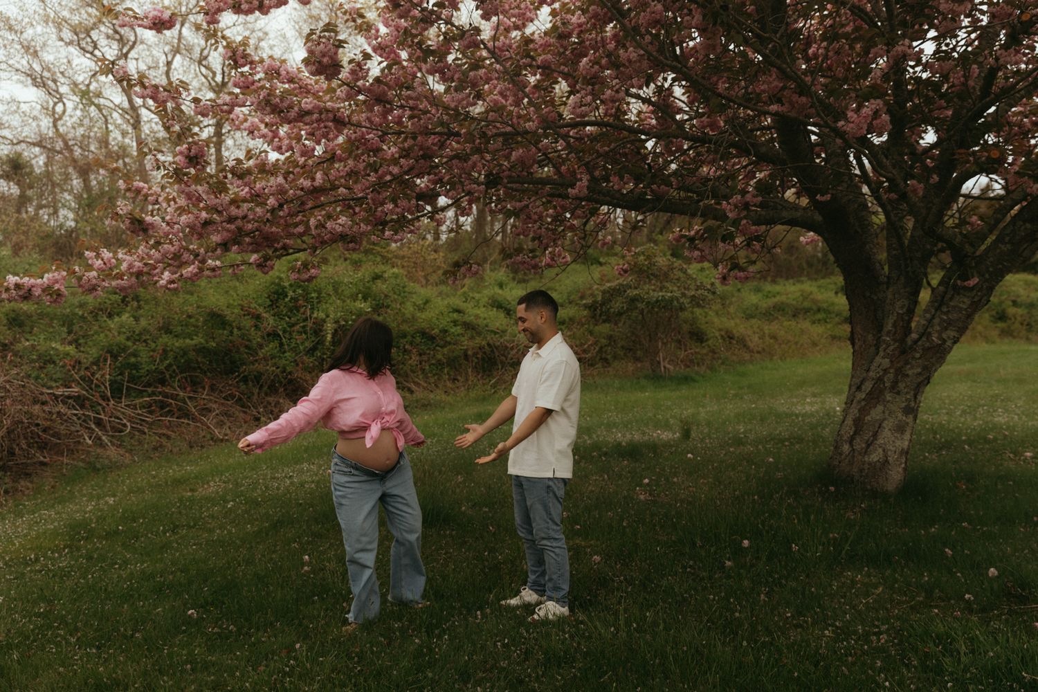 Wide landscape view of cherry blossom trees in a grassy field during spring.