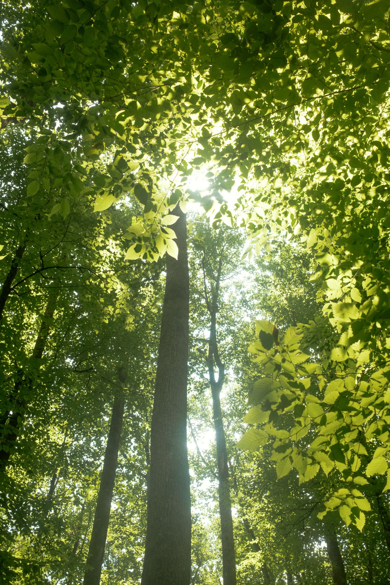 Sunlight filters through lush green forest canopy, illuminating tall trees and vibrant leaves in a serene woodland scene.