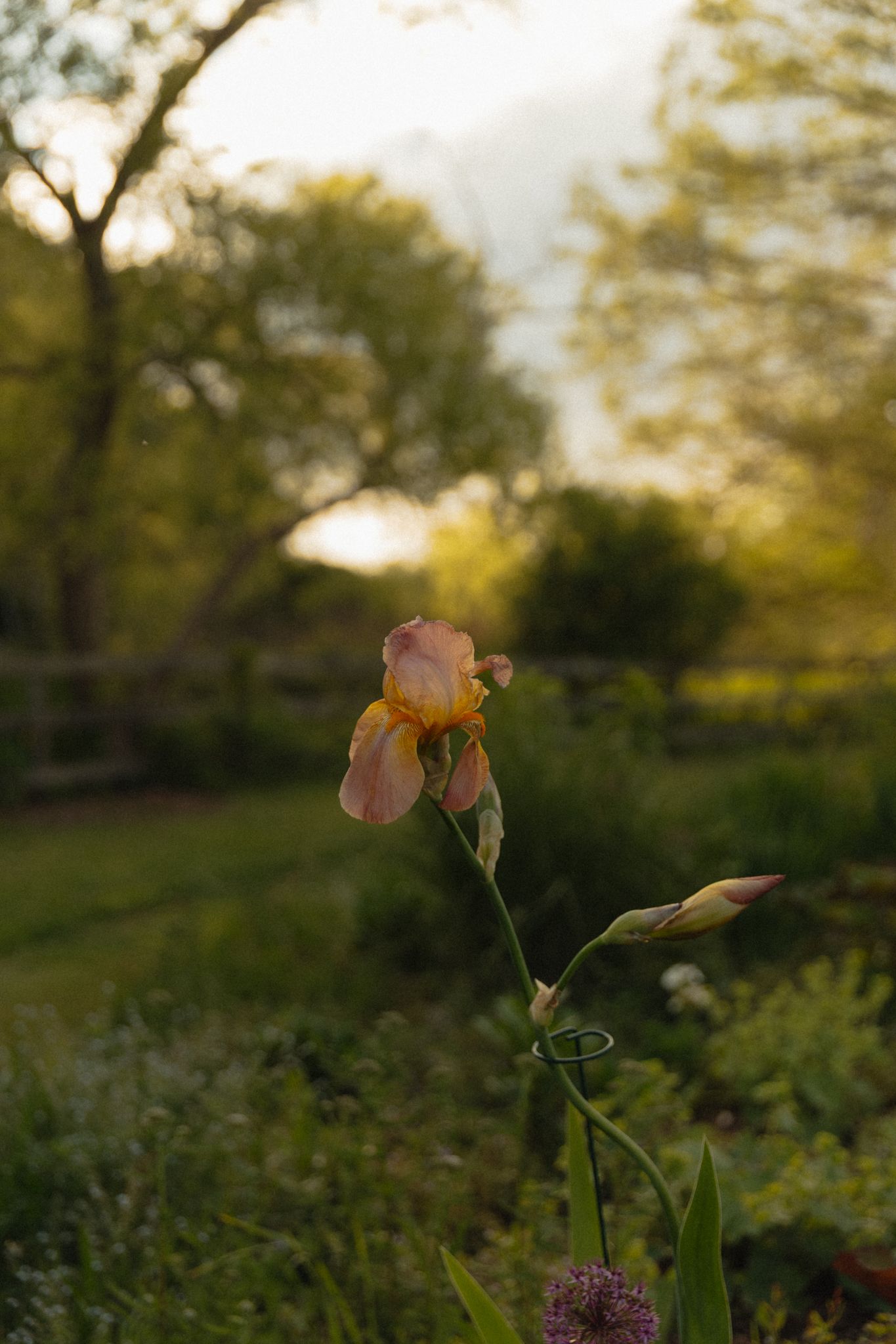 Single pink and yellow iris flower blooming in lush green garden at golden hour sunset.